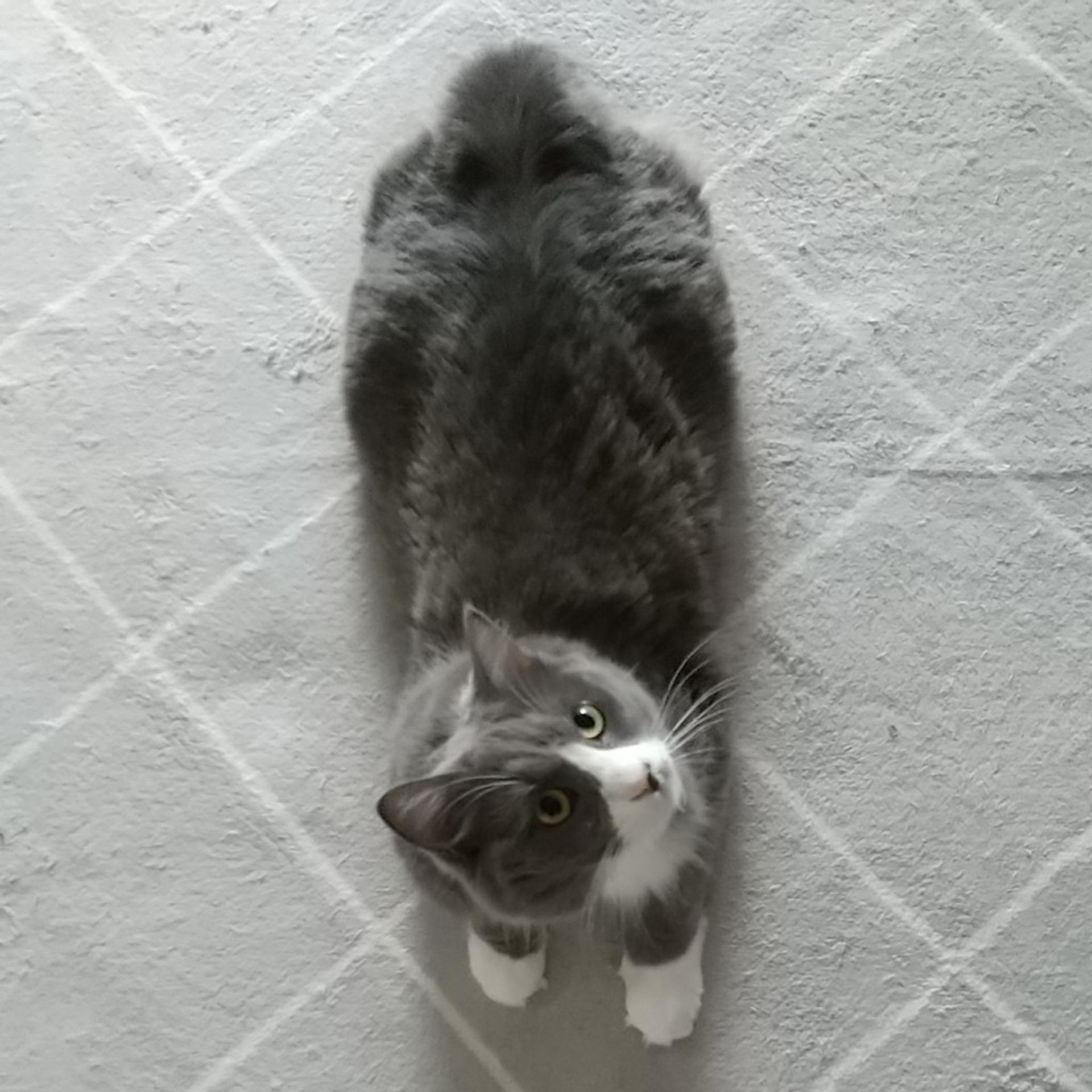 pet-image-10