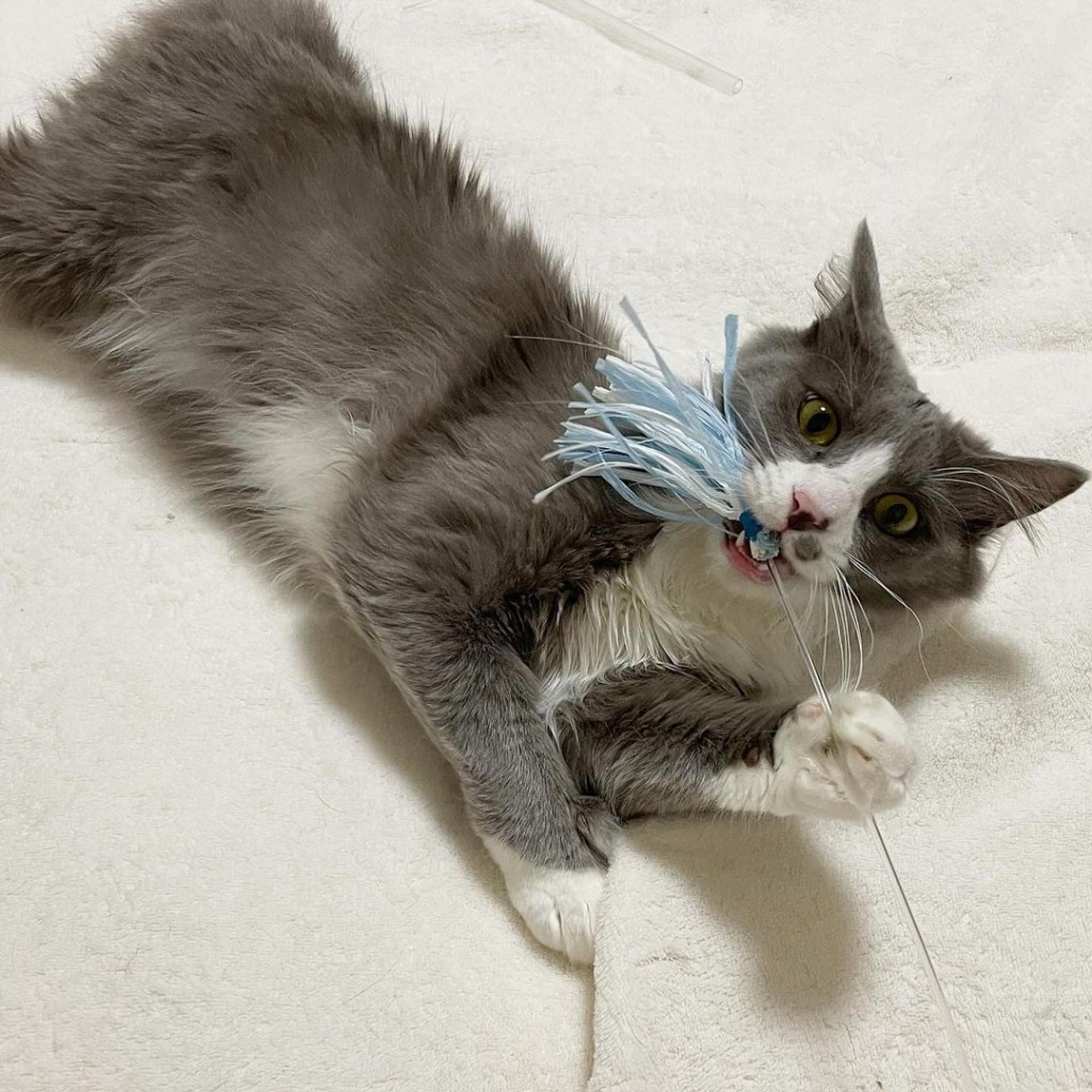 pet-image-4