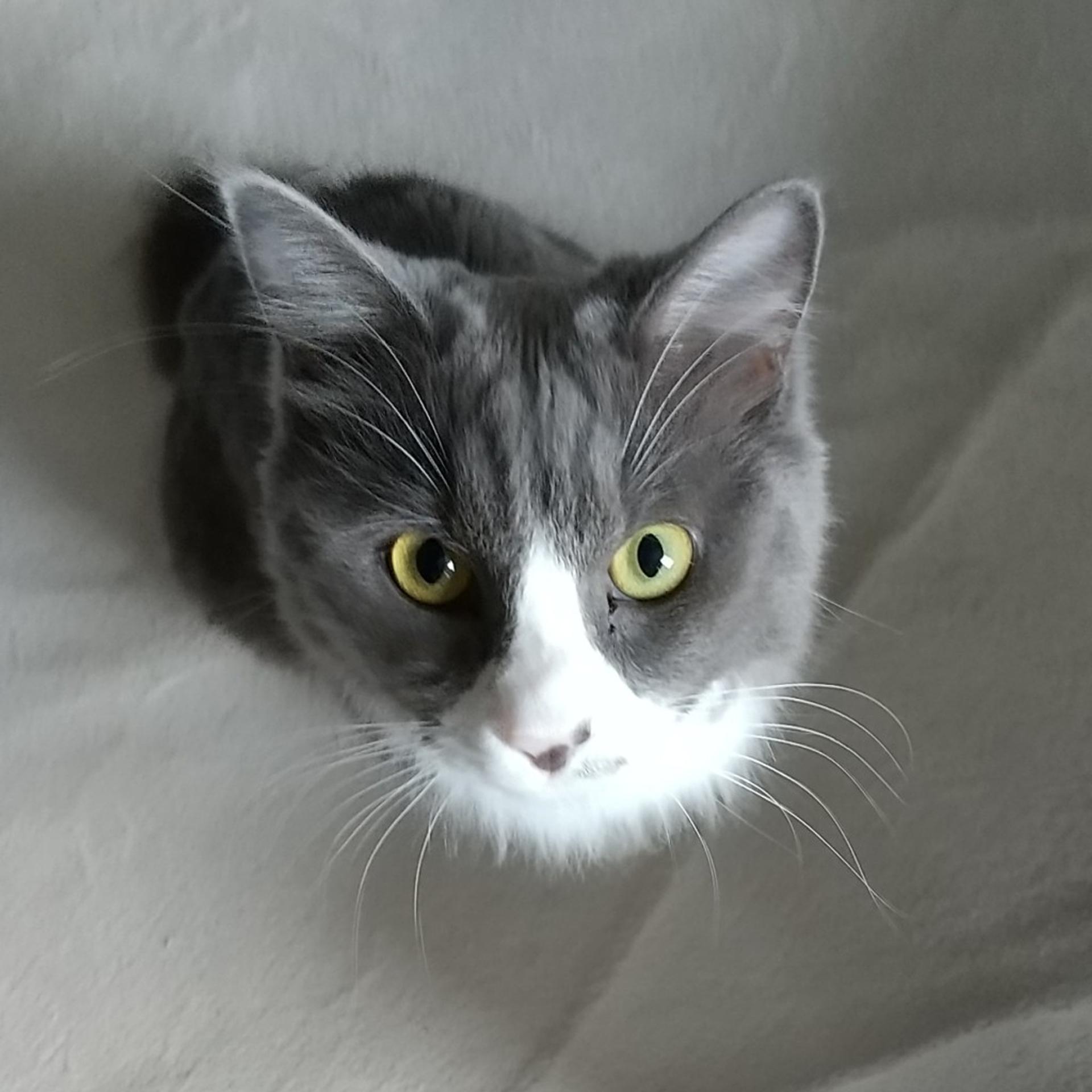 pet-image-6