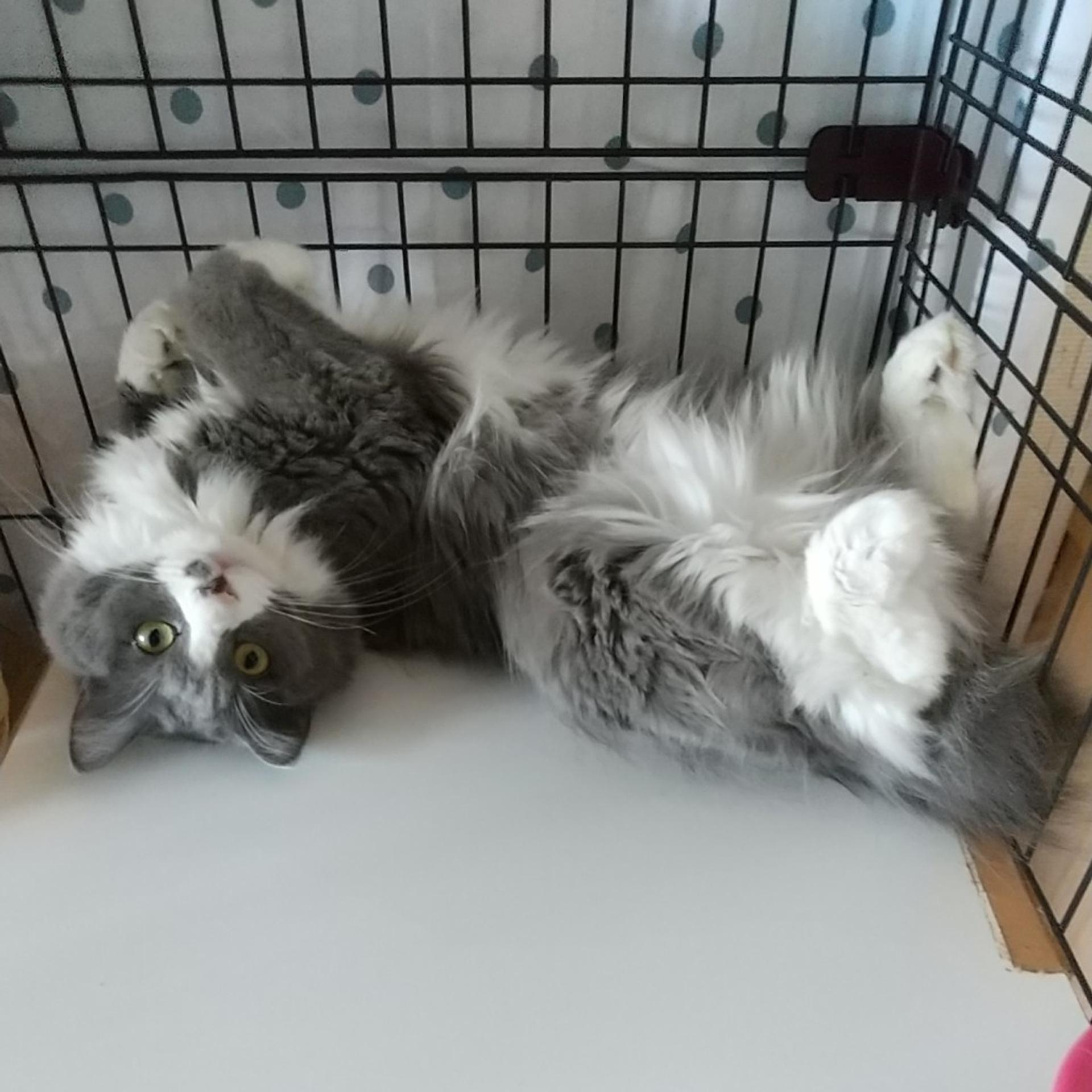 pet-image-2