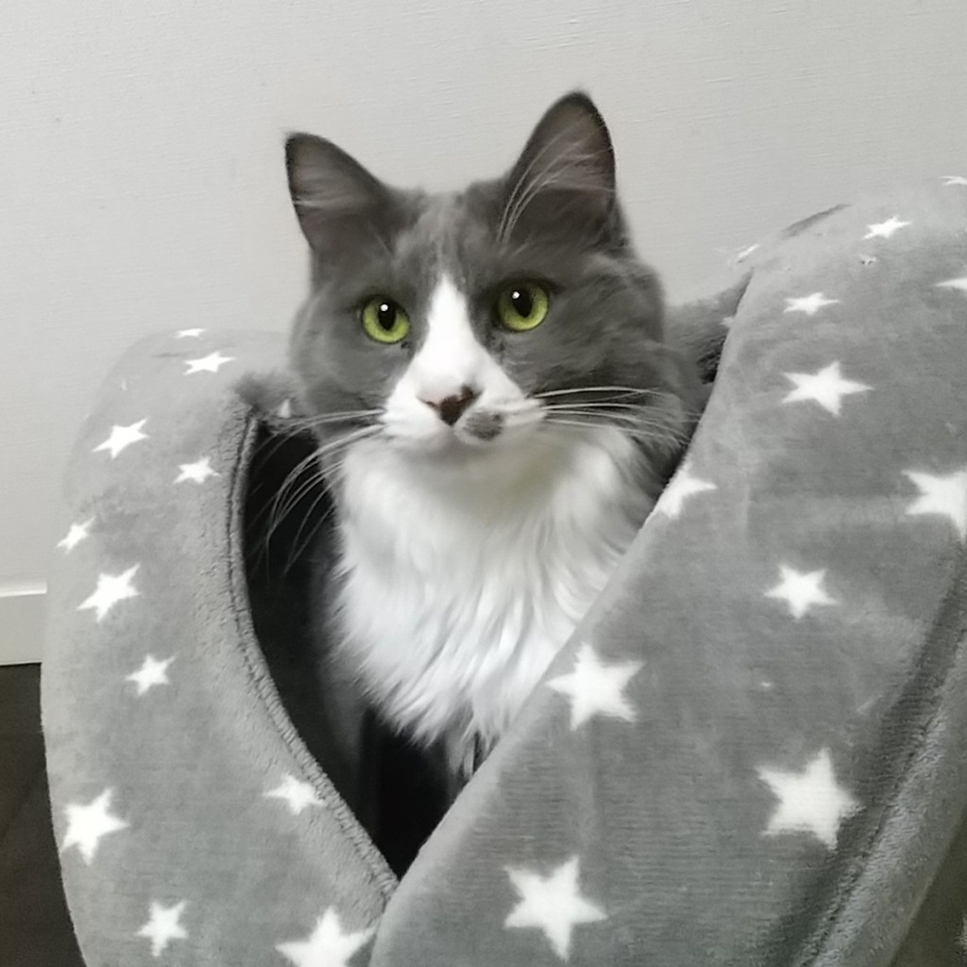 雑種（ミックス猫）・メスの里親募集の写真