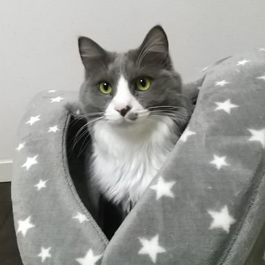 ラプ