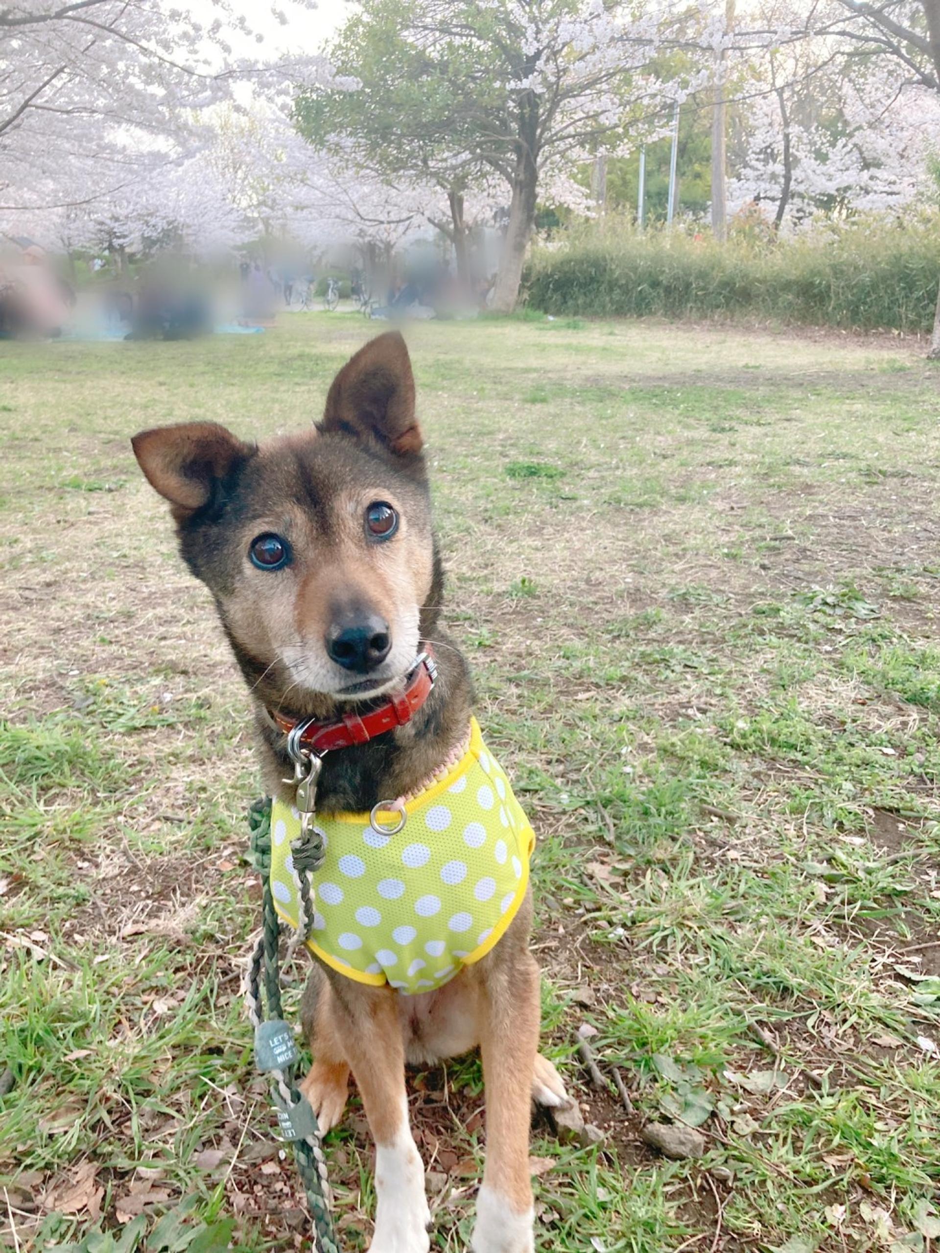 pet-image-2