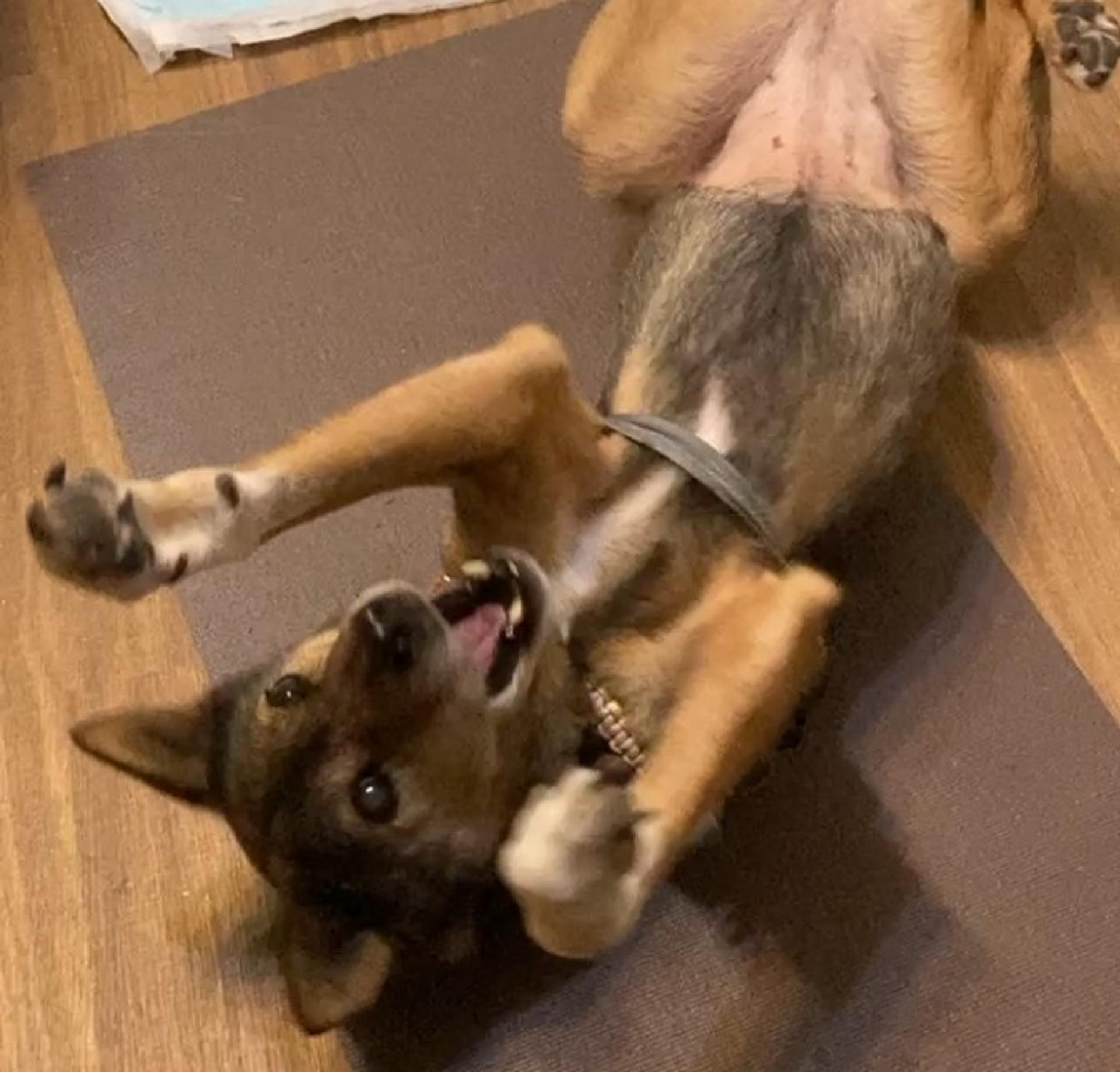 pet-image-3