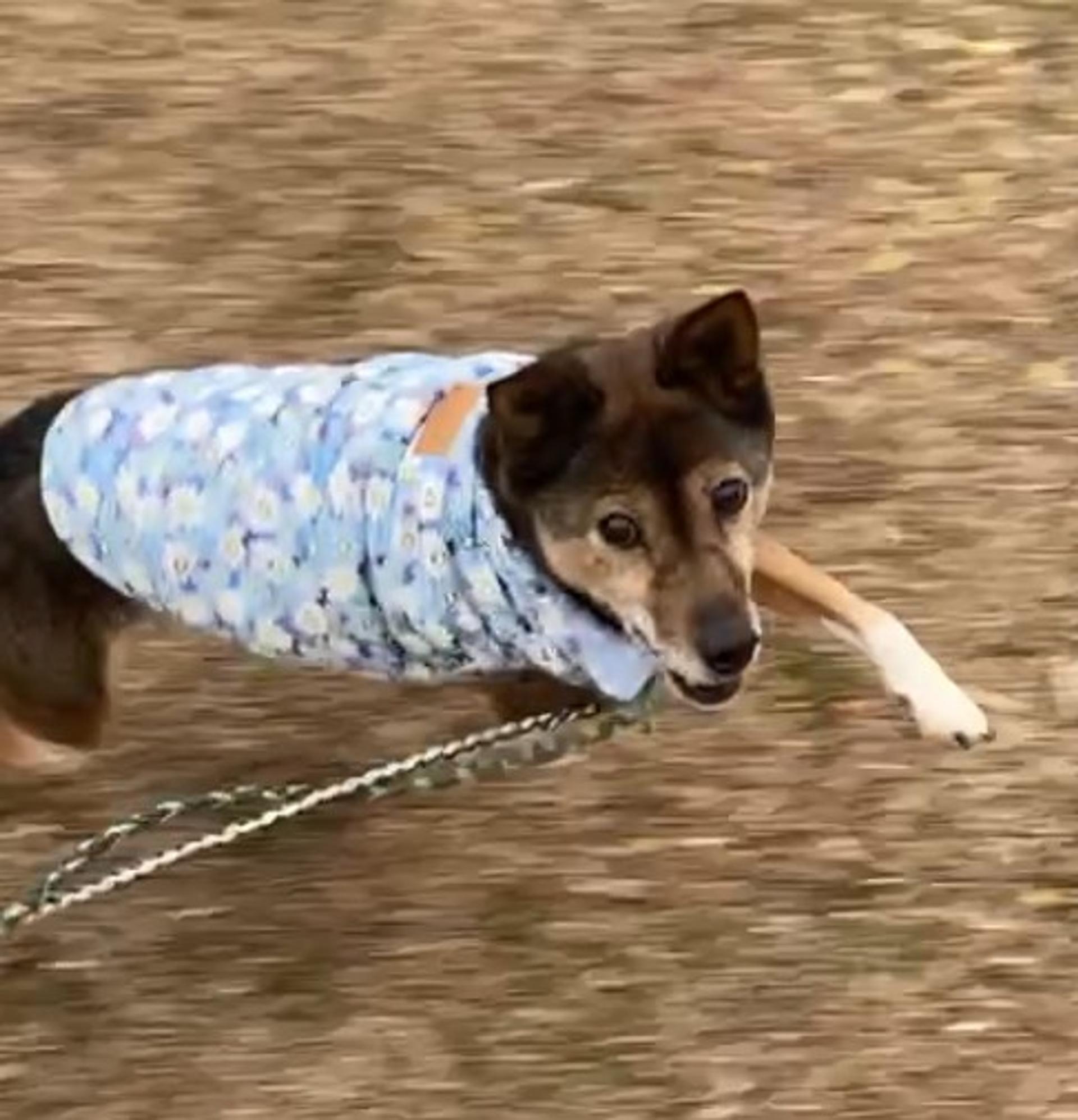pet-image-4
