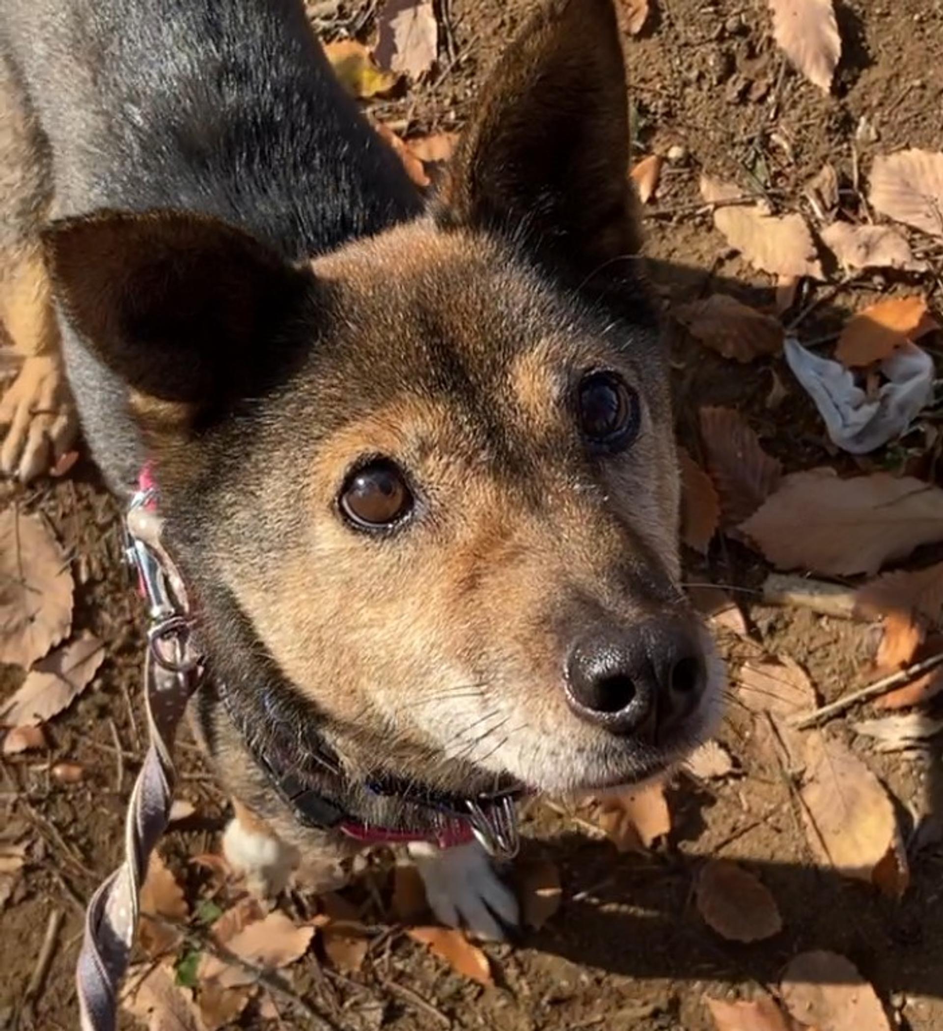 pet-image-6