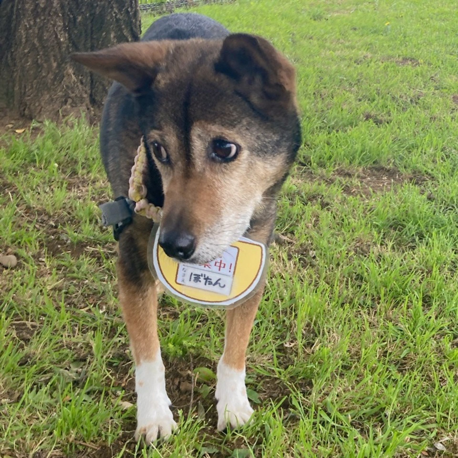 雑種（ミックス犬）・メスの里親募集の写真