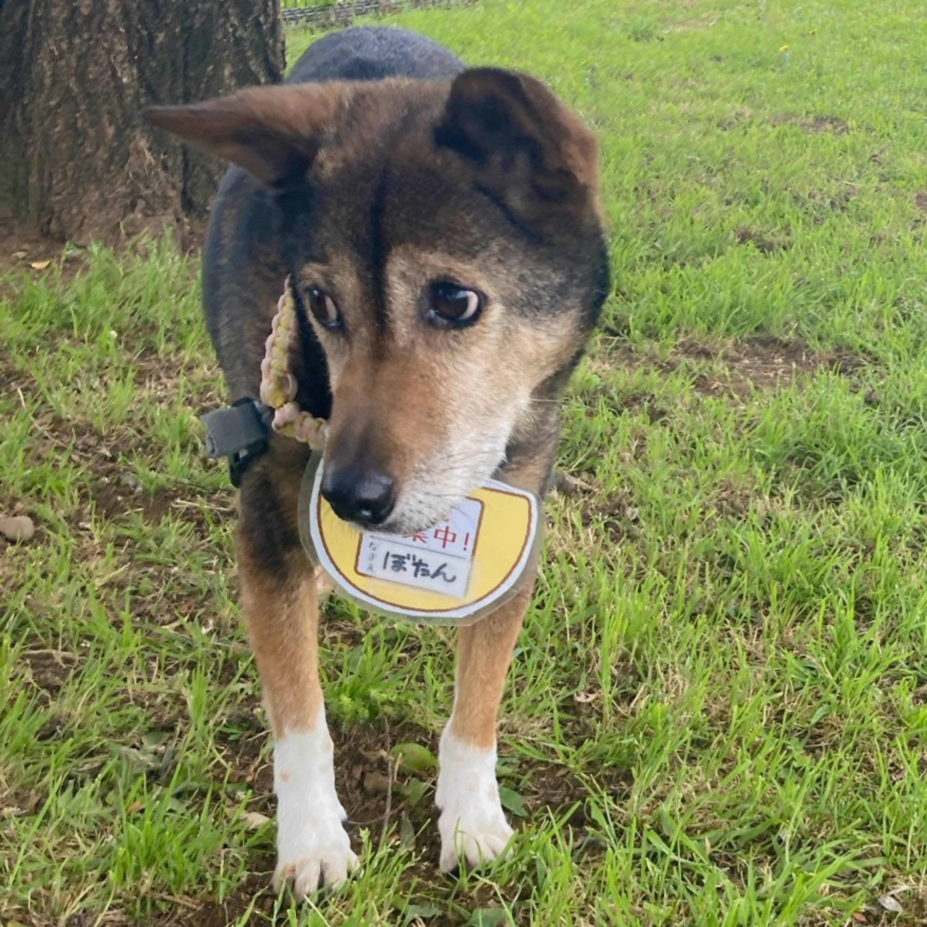 雑種（ミックス犬）・メスの里親募集の写真
