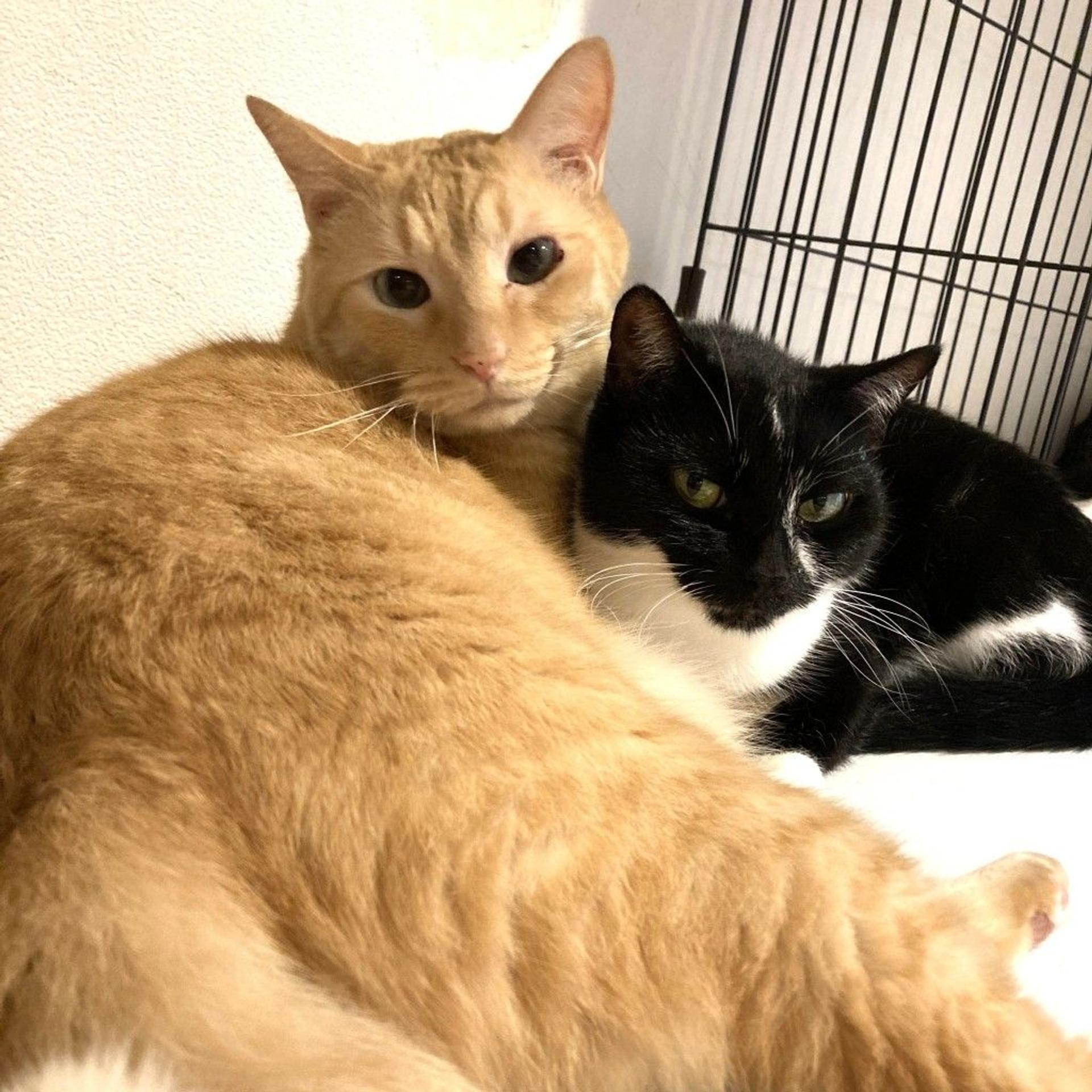 pet-image-2