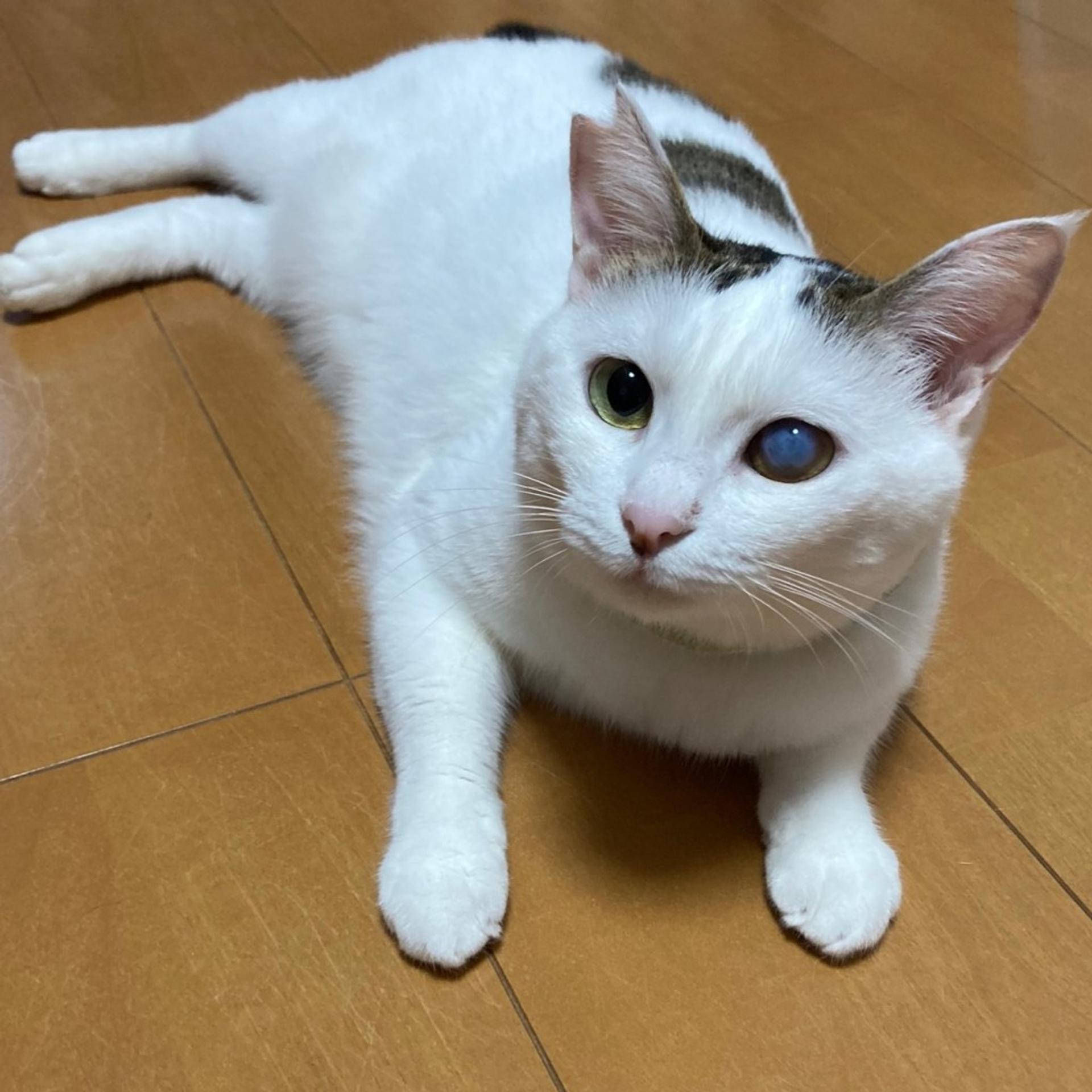 pet-image-5