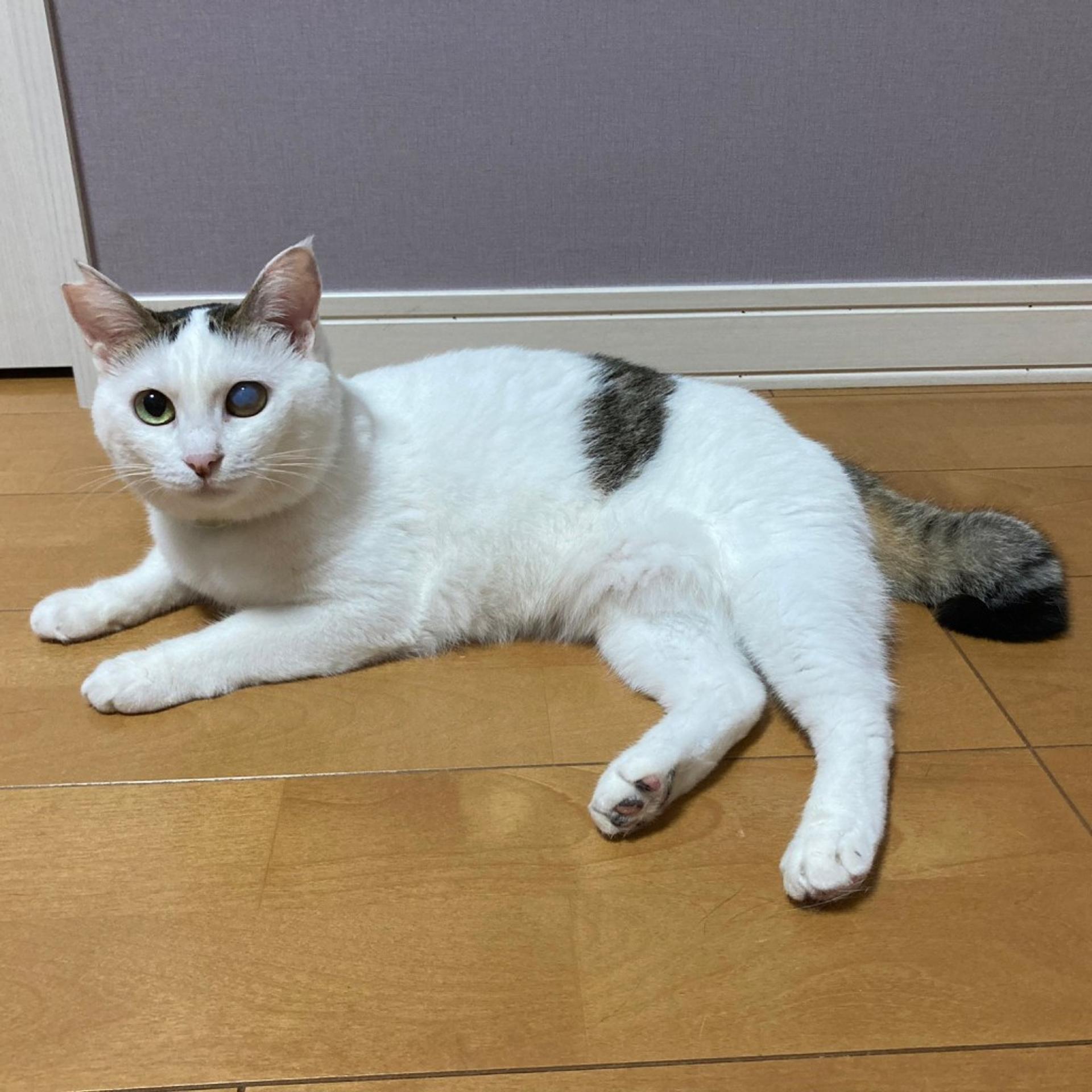 pet-image-3