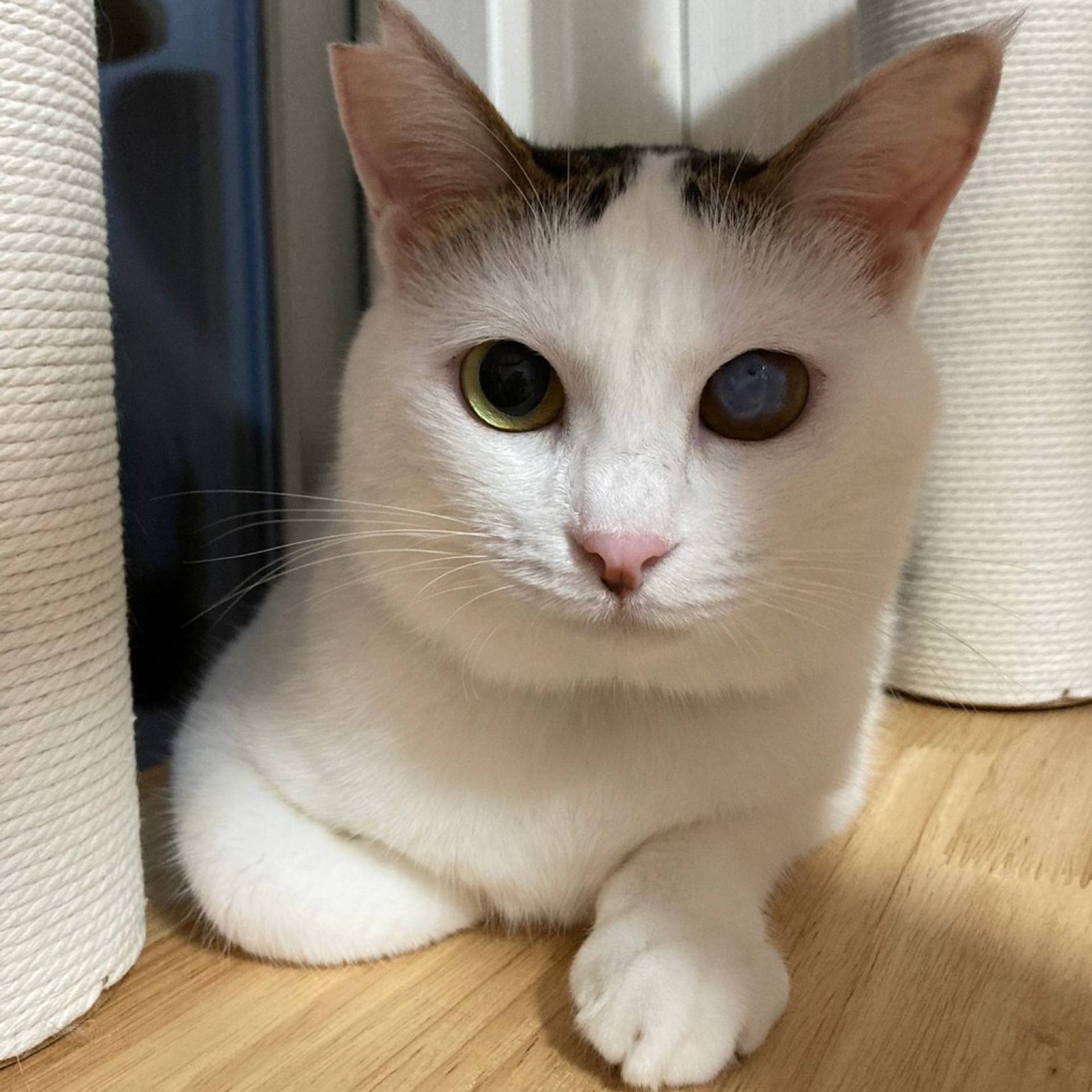 雑種（ミックス猫）・メスの里親募集の写真