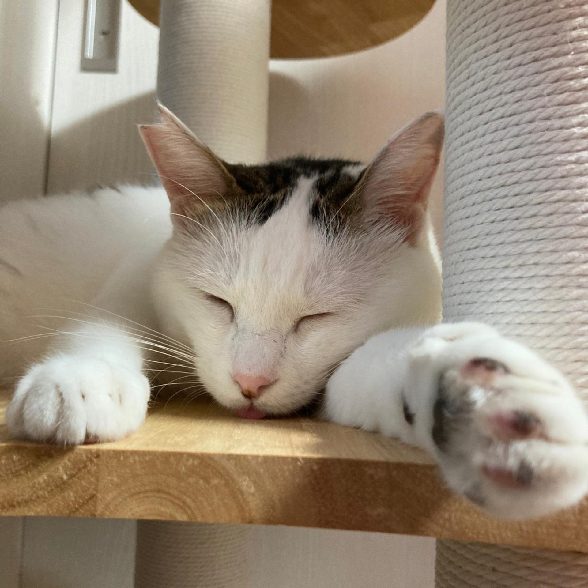pet-image-2