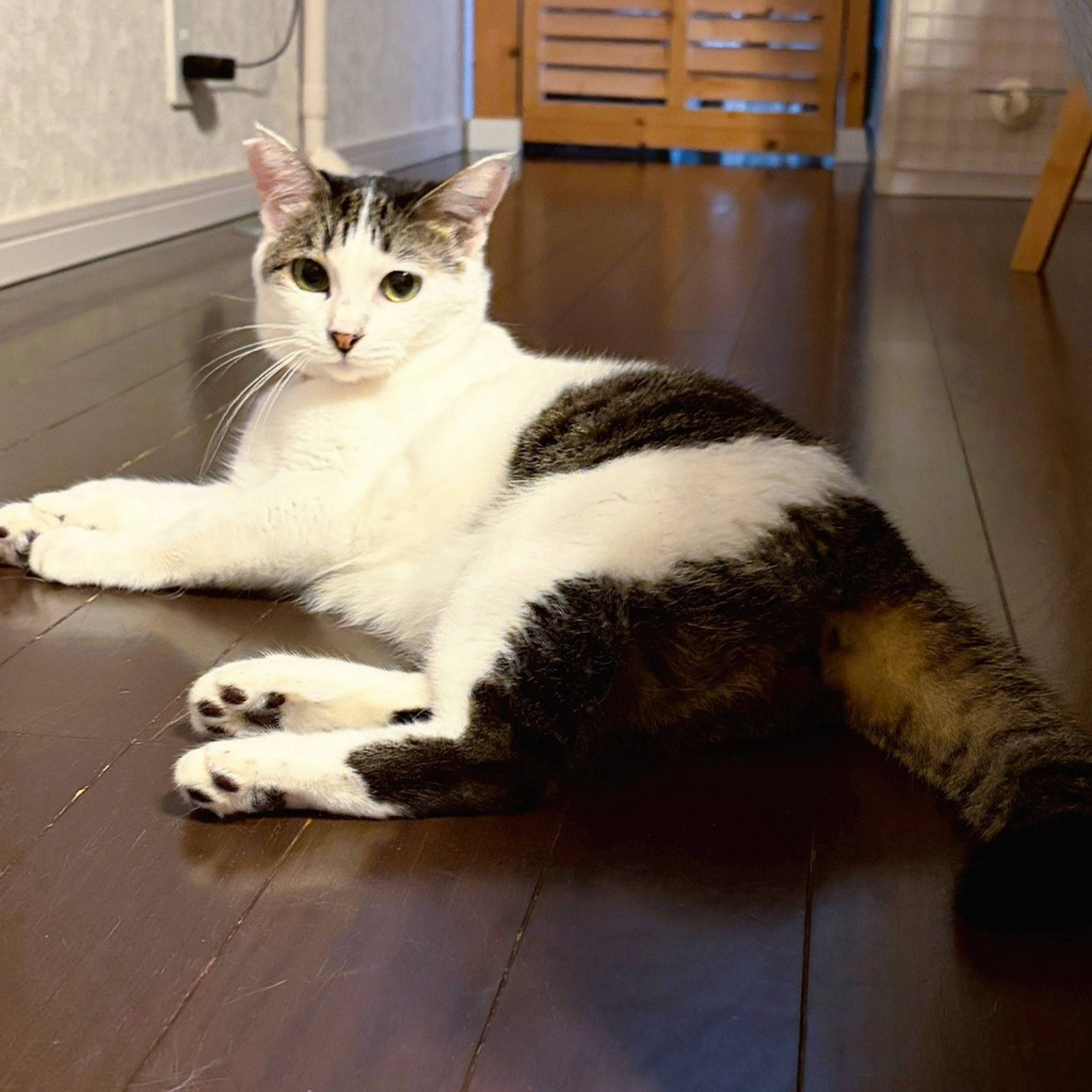 雑種（ミックス猫）・メスの里親募集の写真