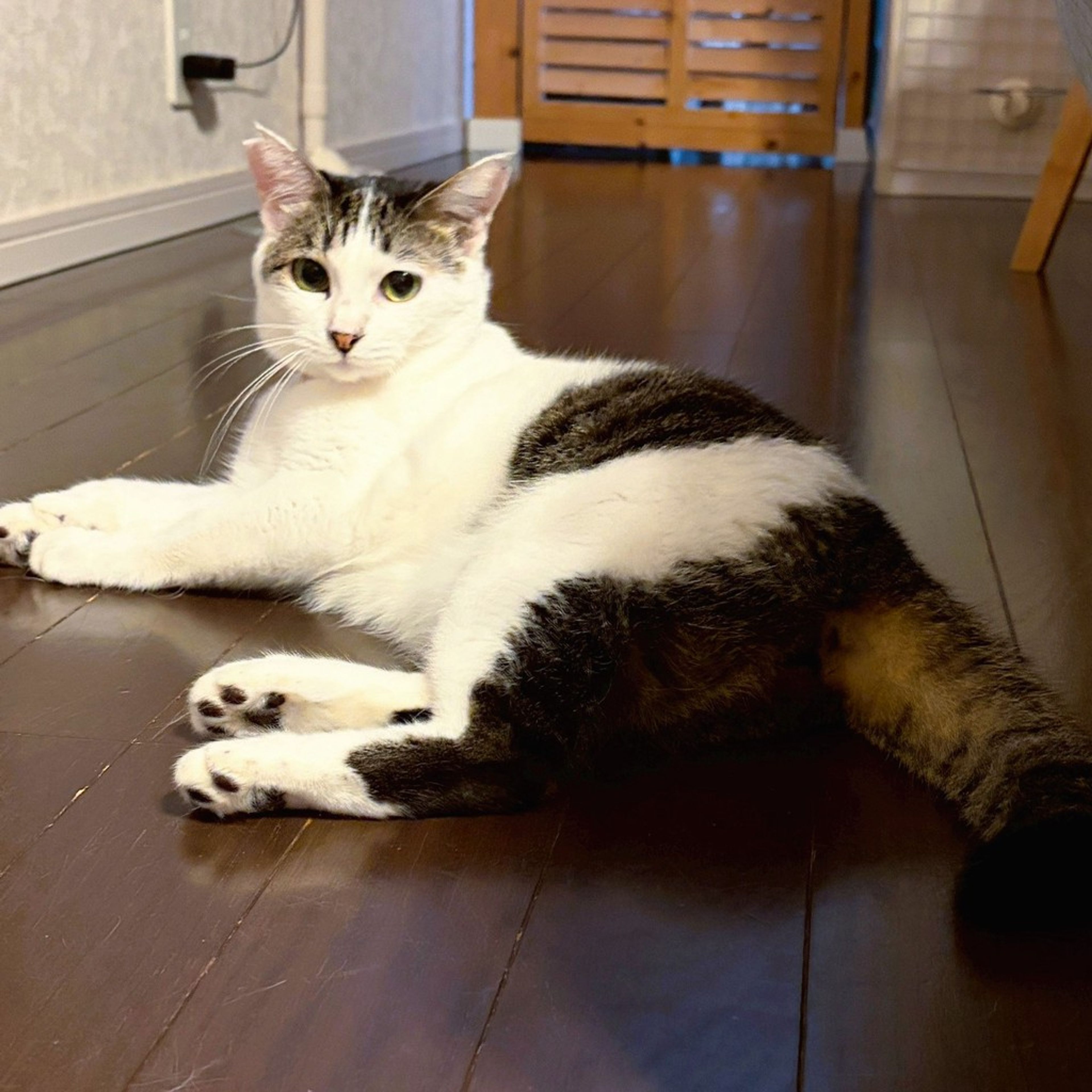 雑種（ミックス猫）・メスの里親募集の写真