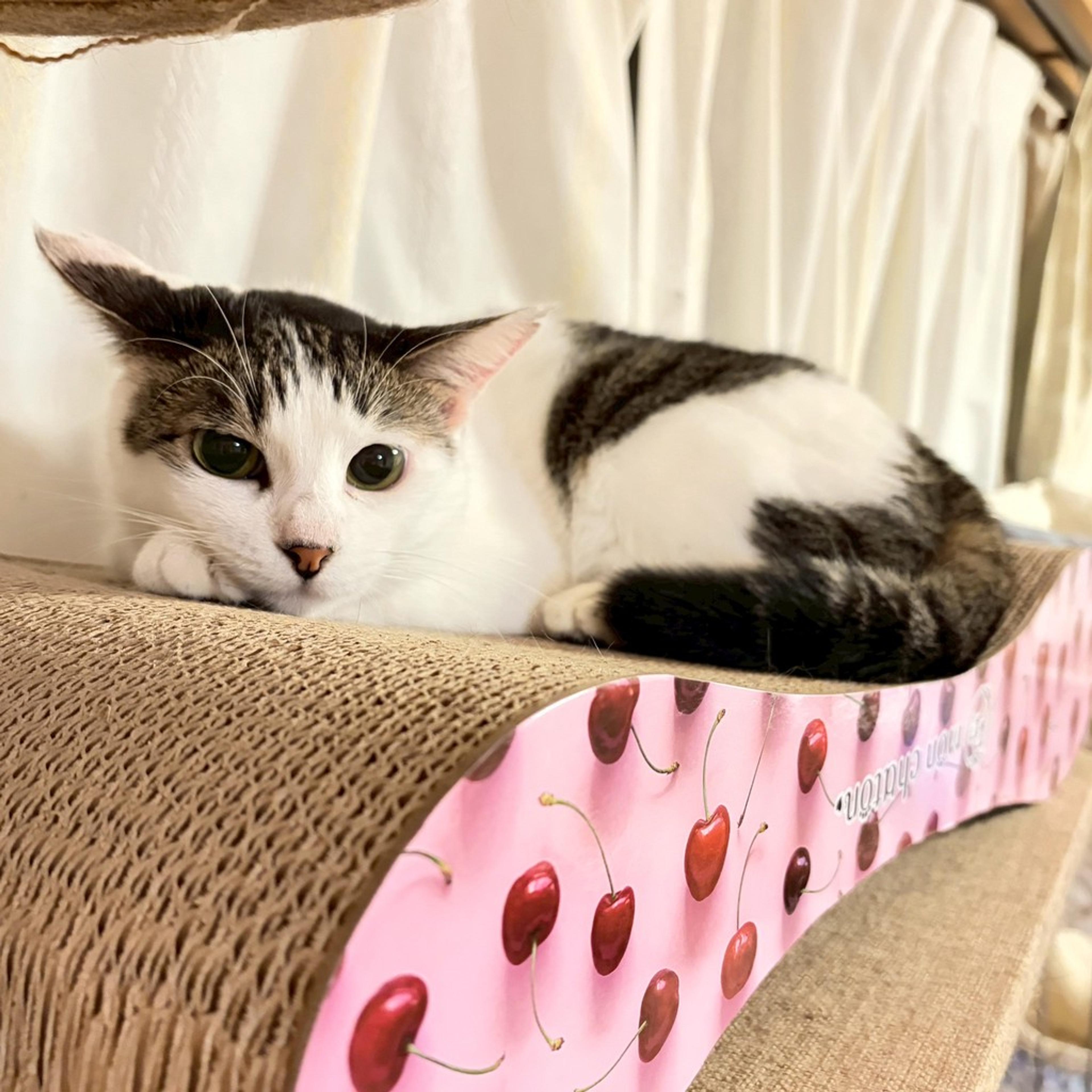 pet-image-4