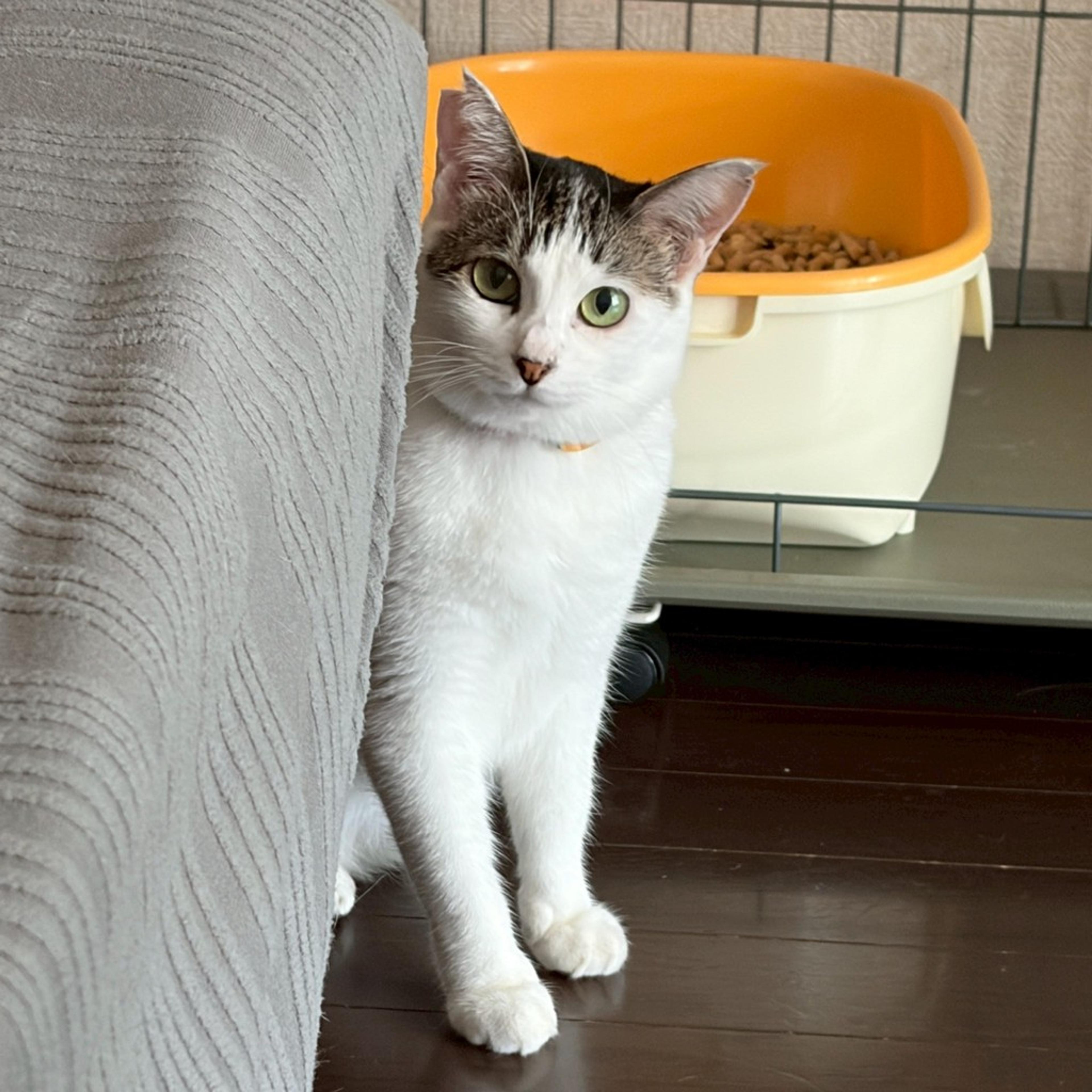 pet-image-5