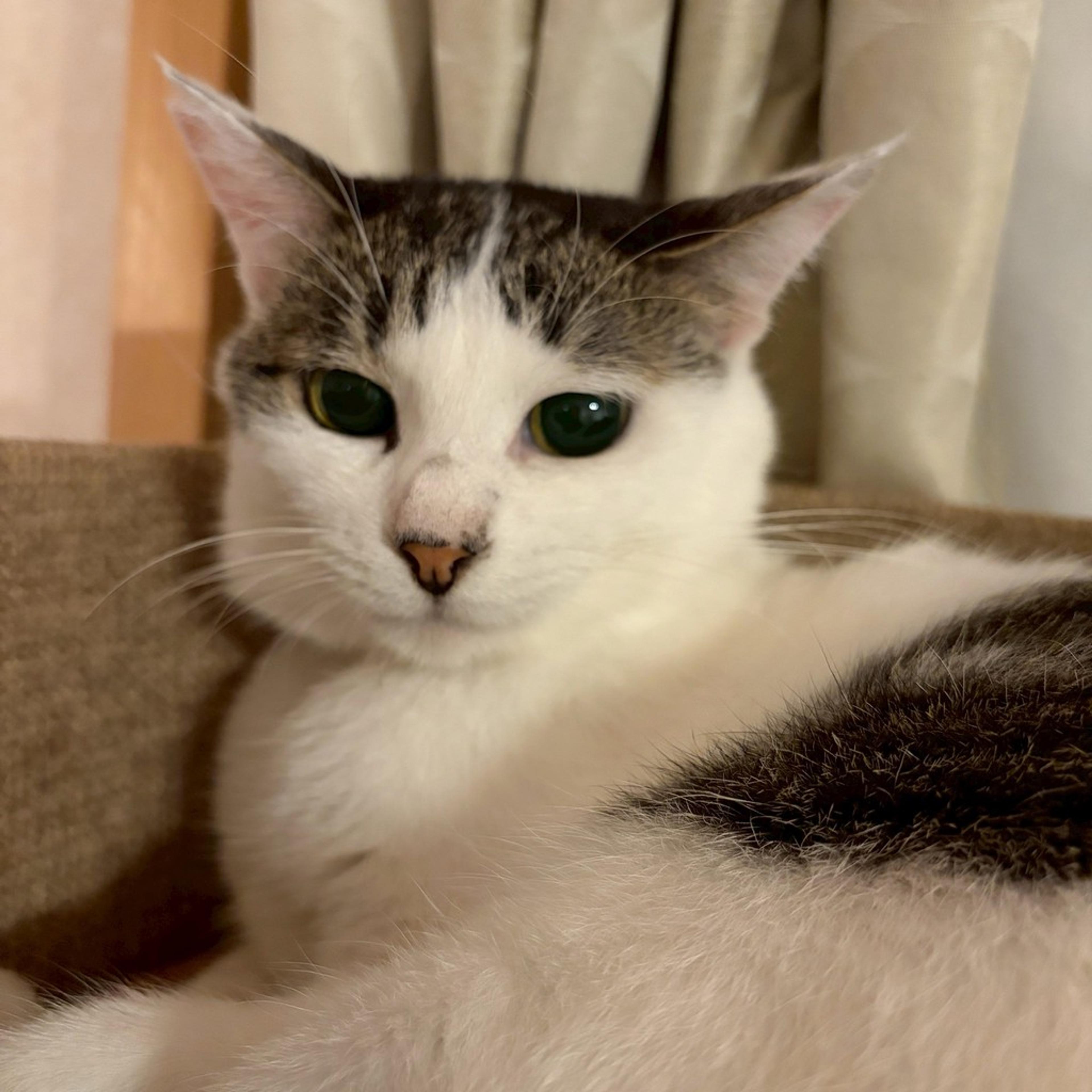 pet-image-6