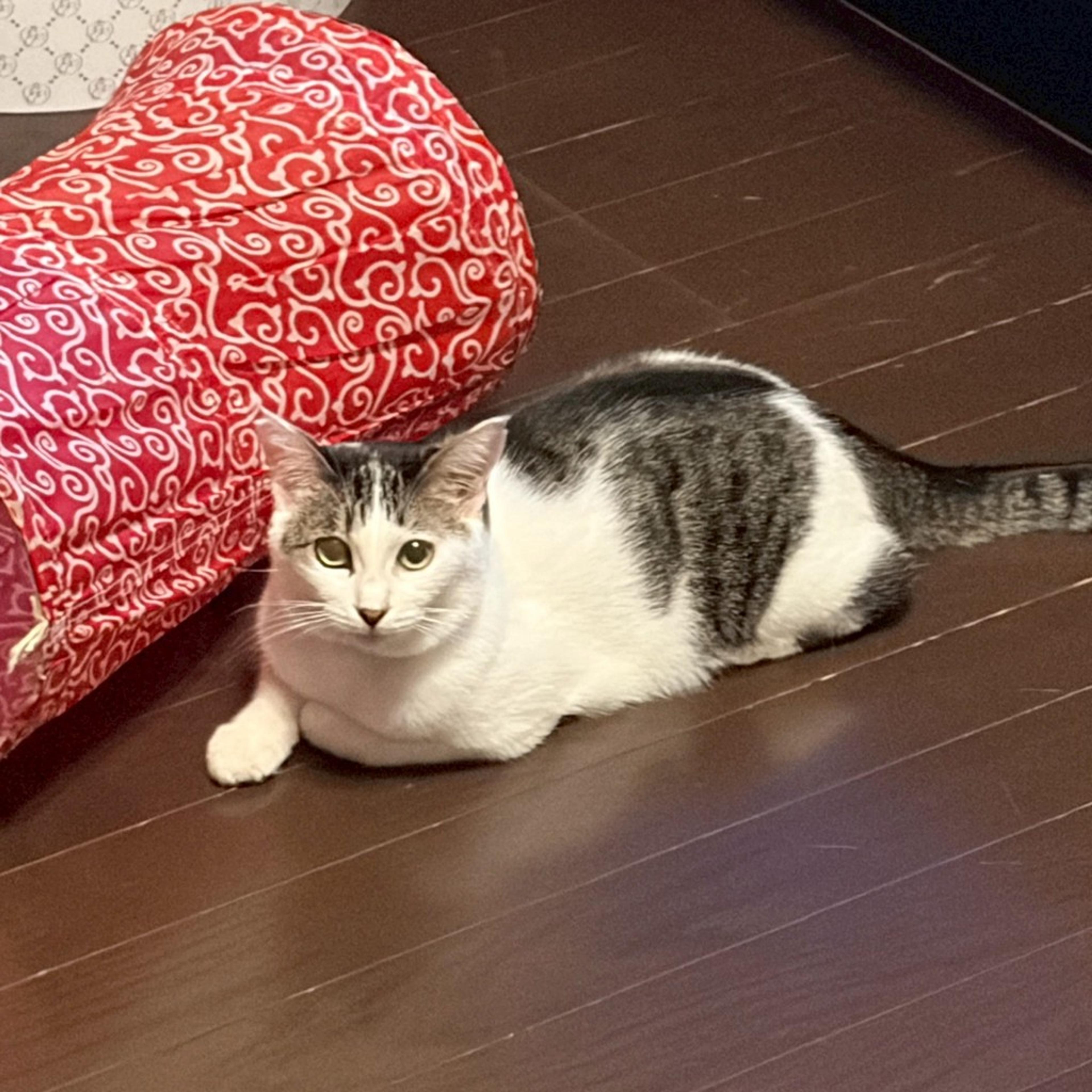 pet-image-7