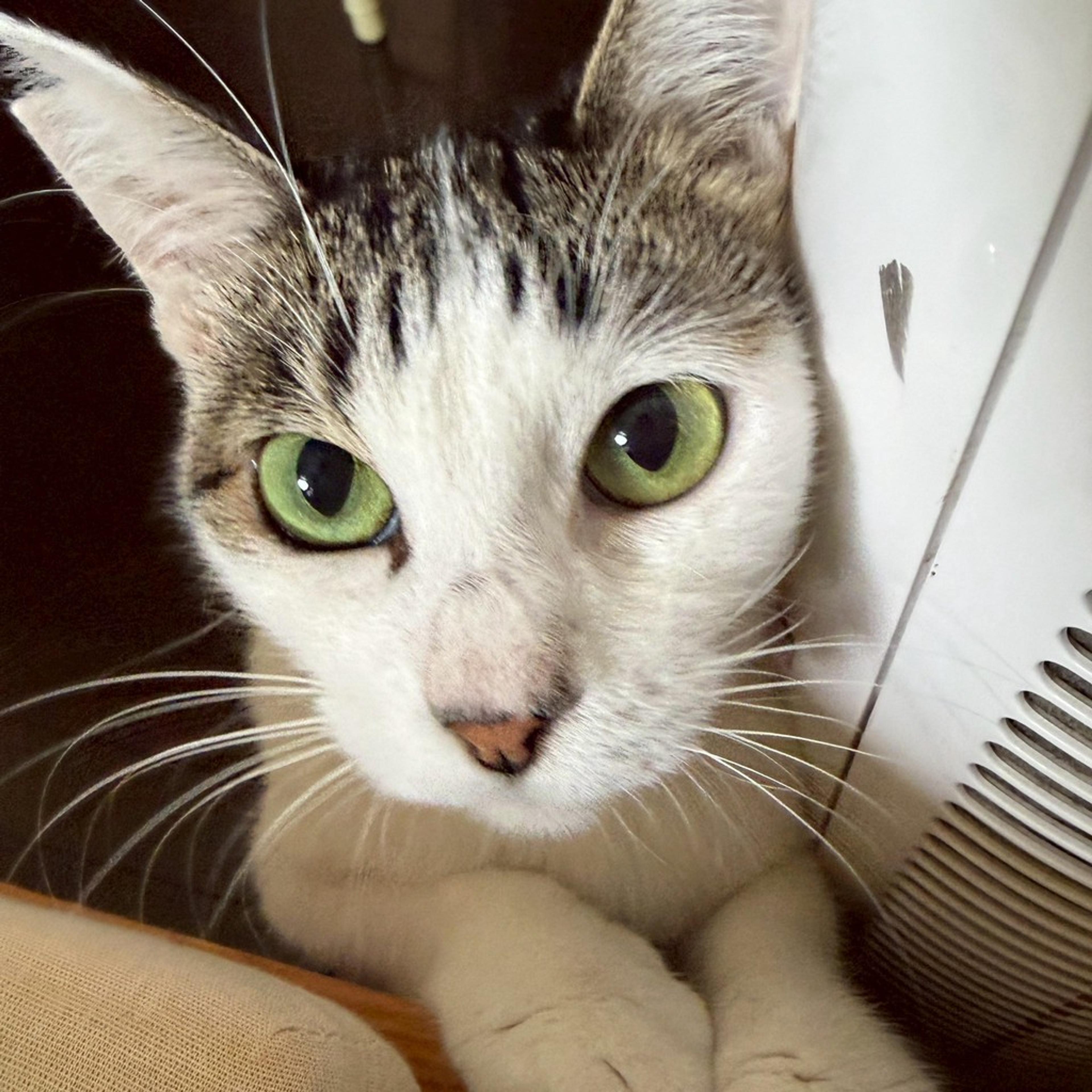 pet-image-8