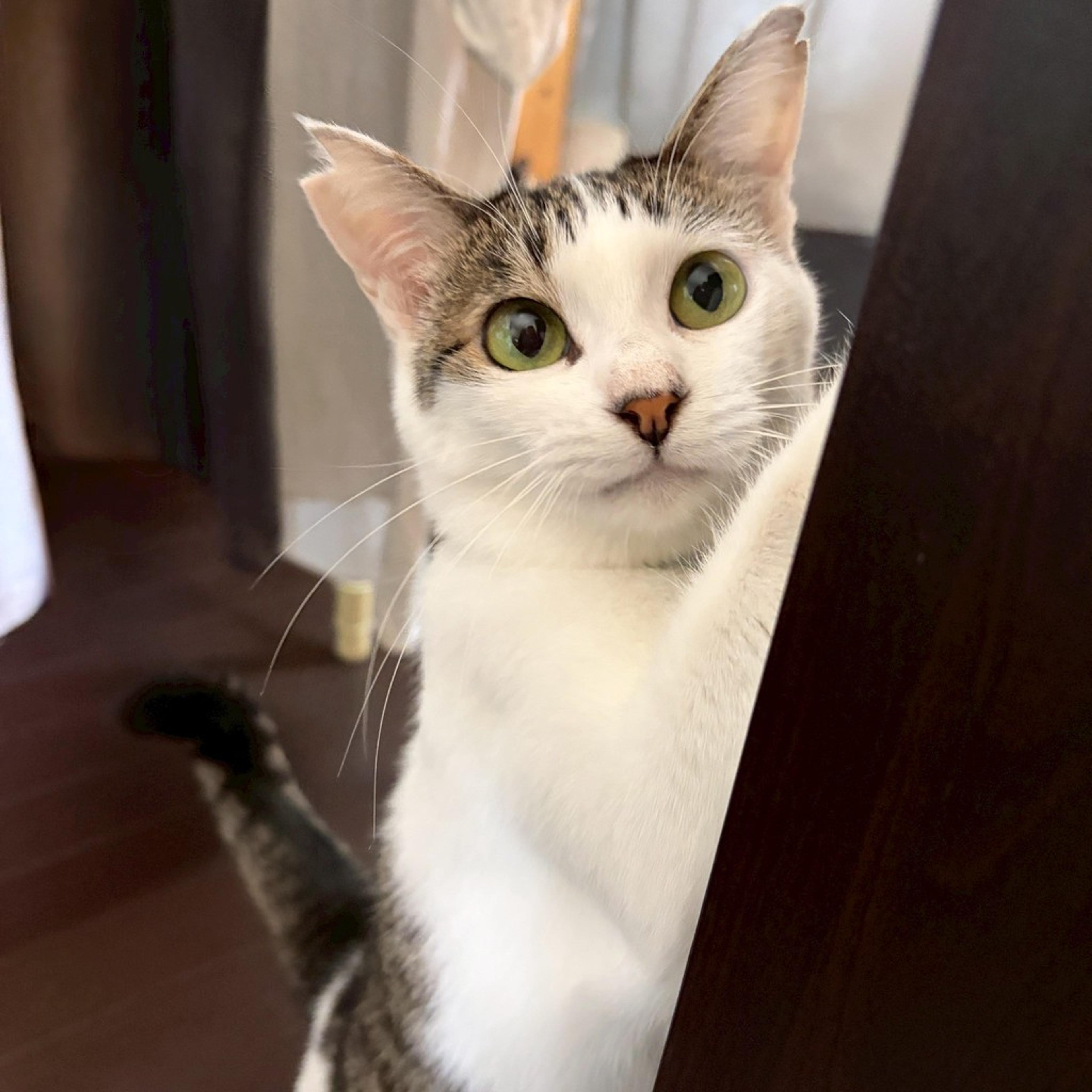 pet-image-10