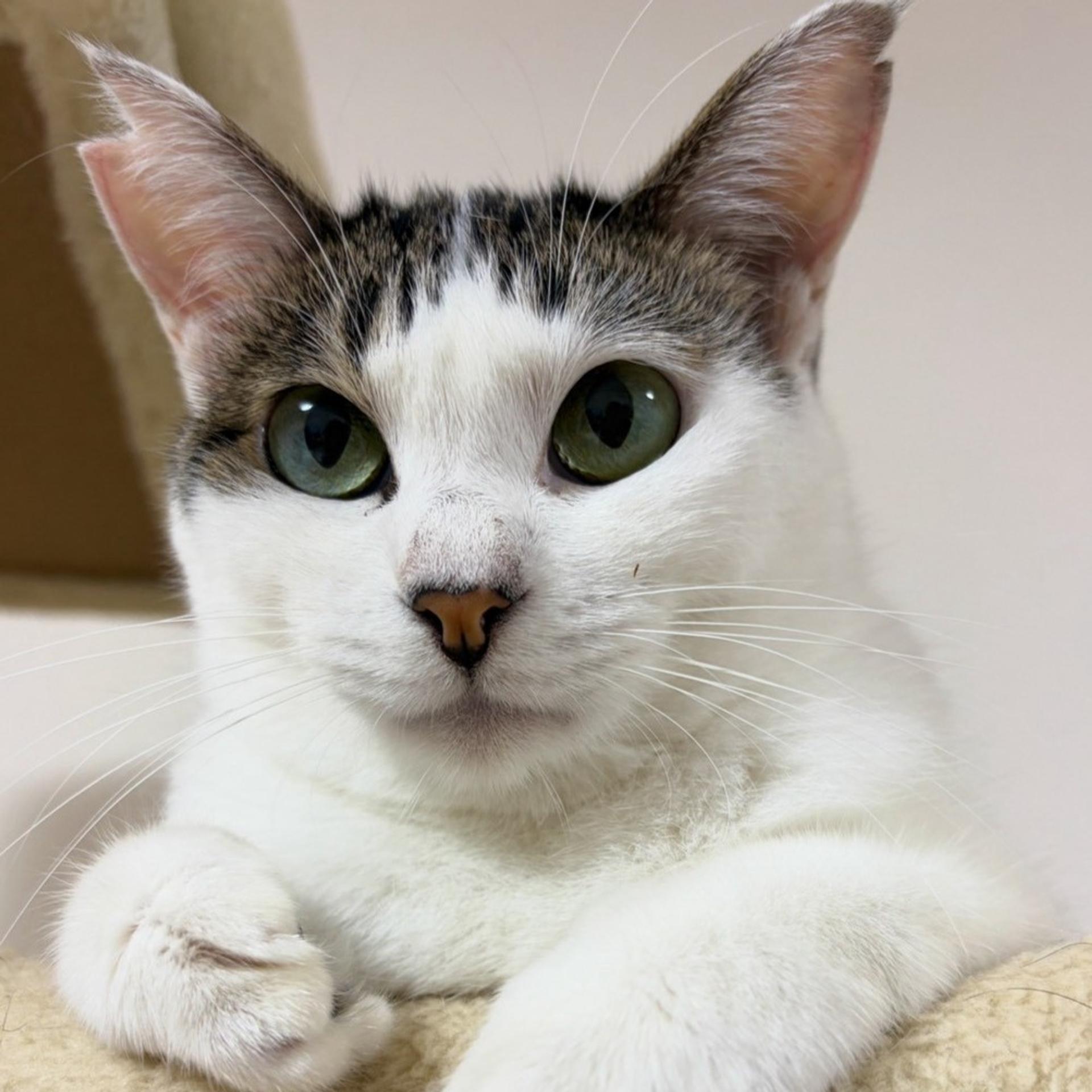 pet-image-4