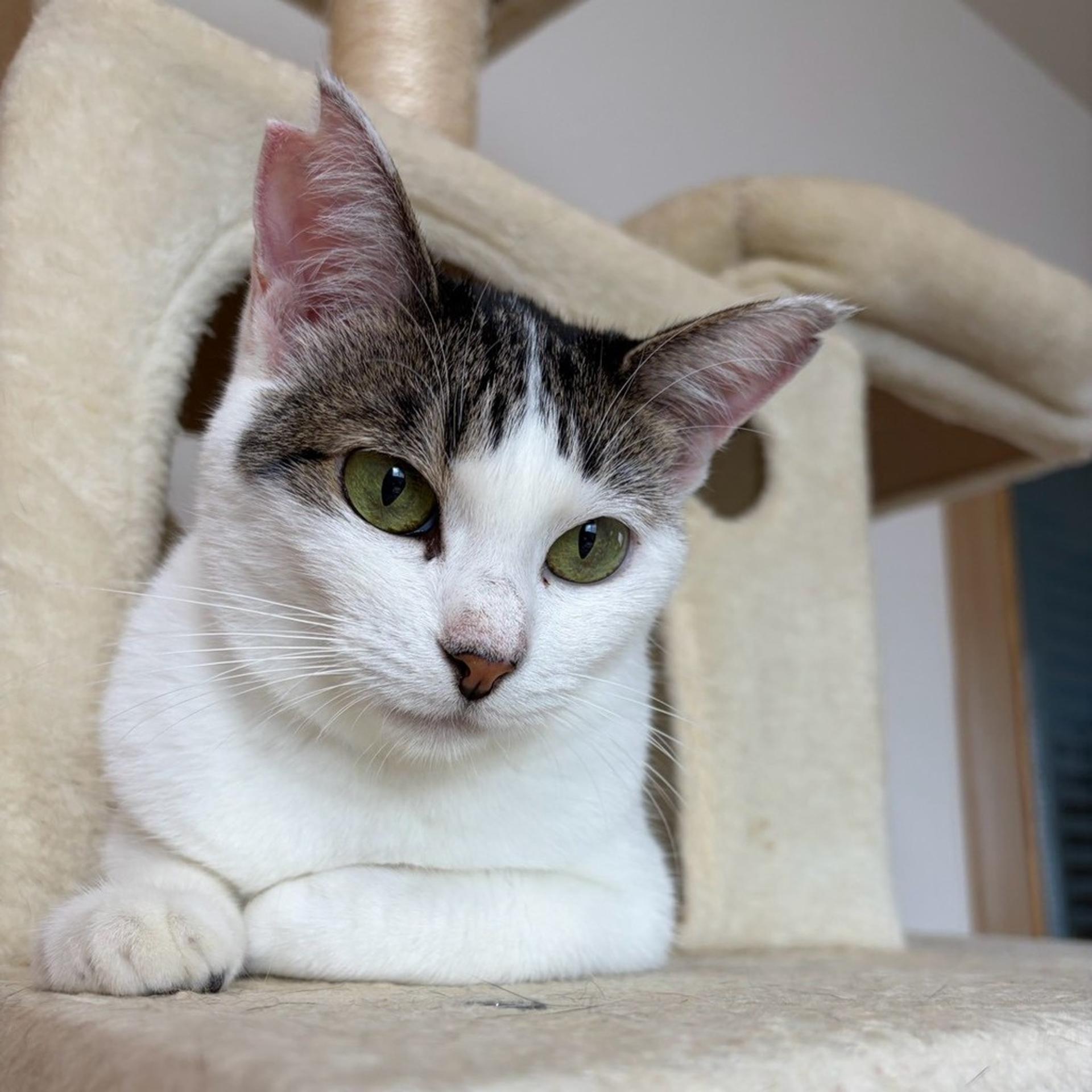 pet-image-6