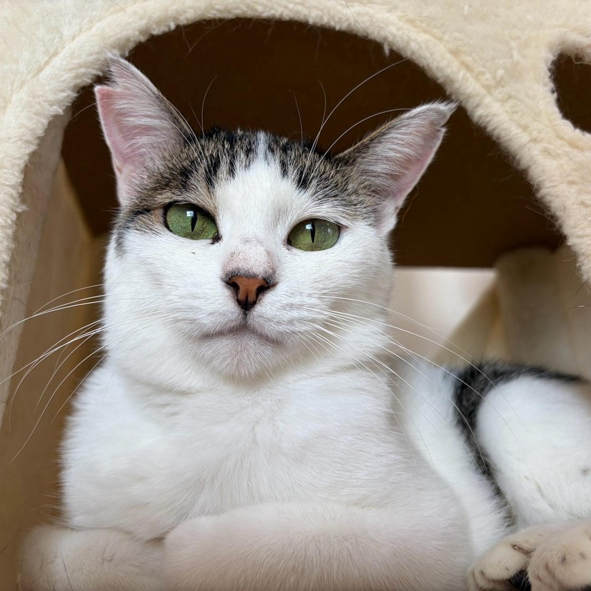 pet-image-7