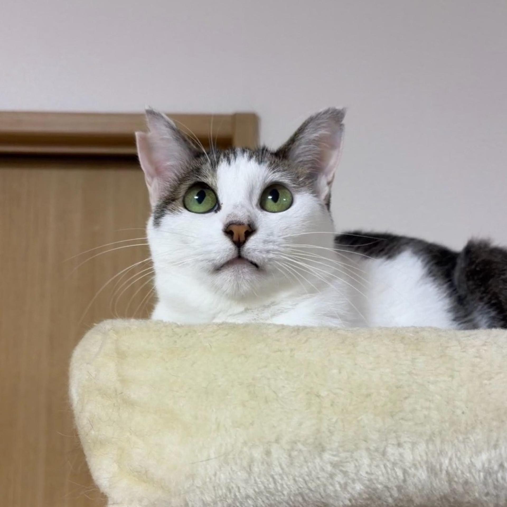pet-image-8