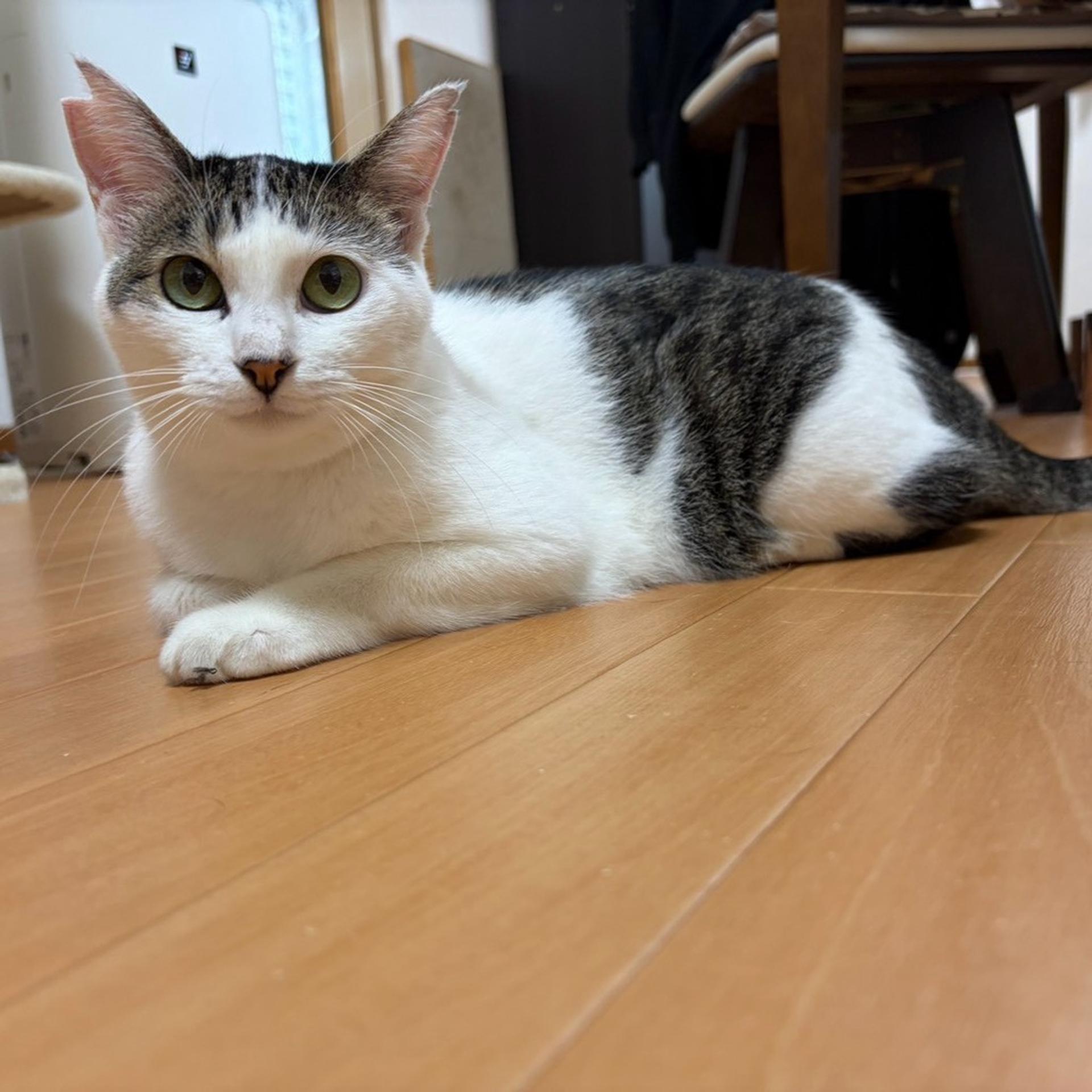 pet-image-9
