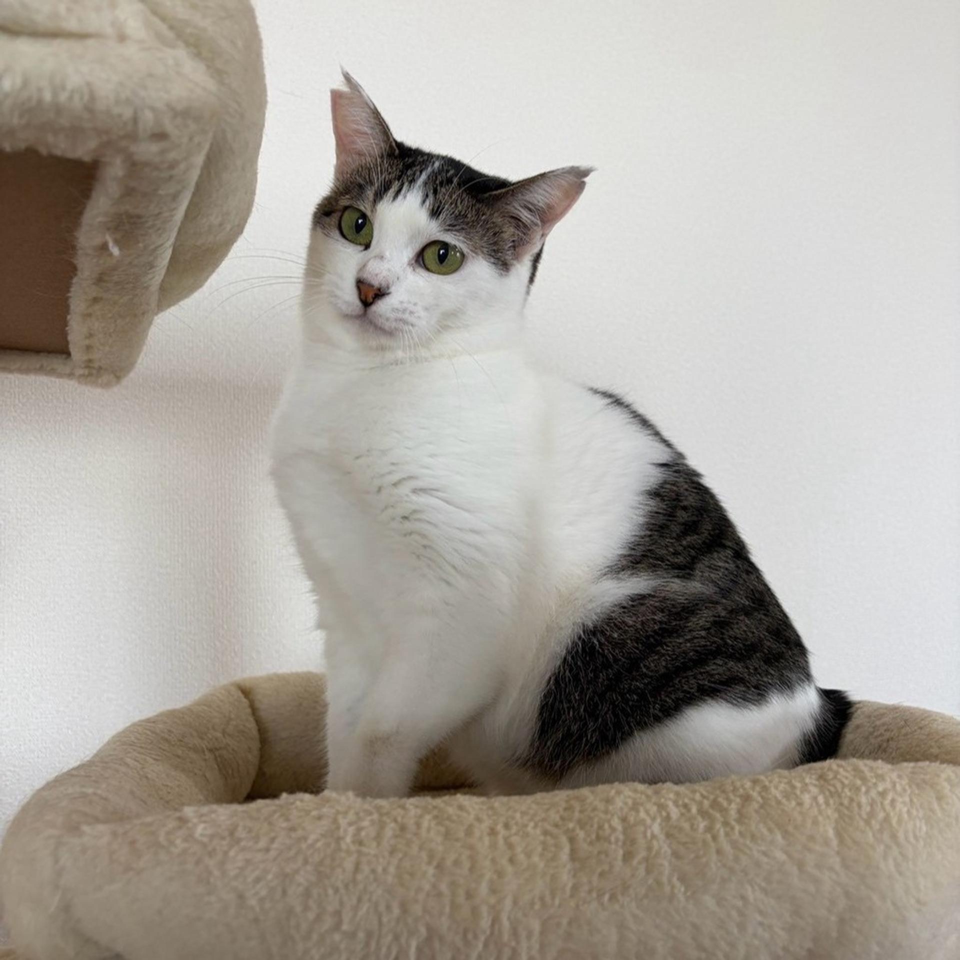 pet-image-3