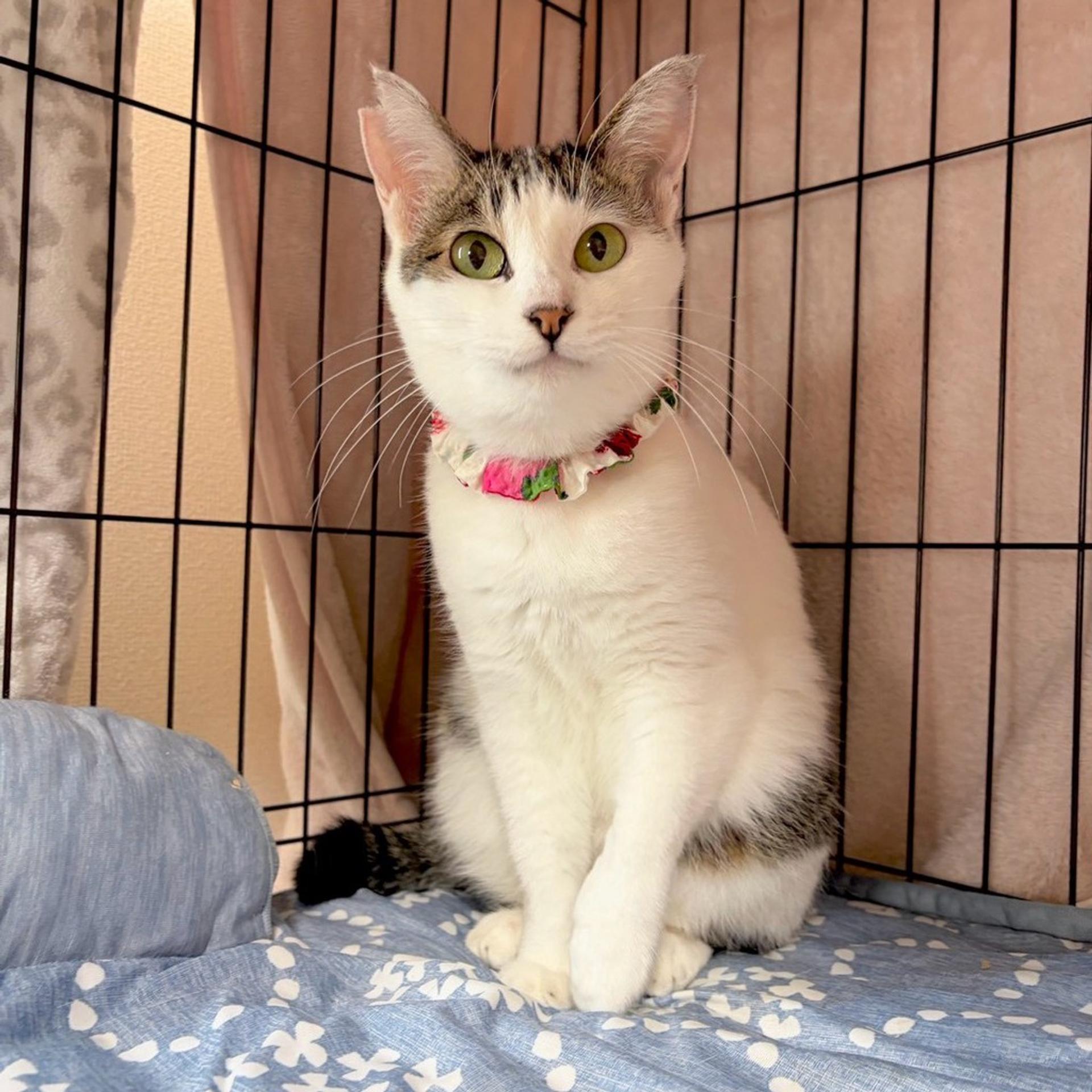 pet-image-6
