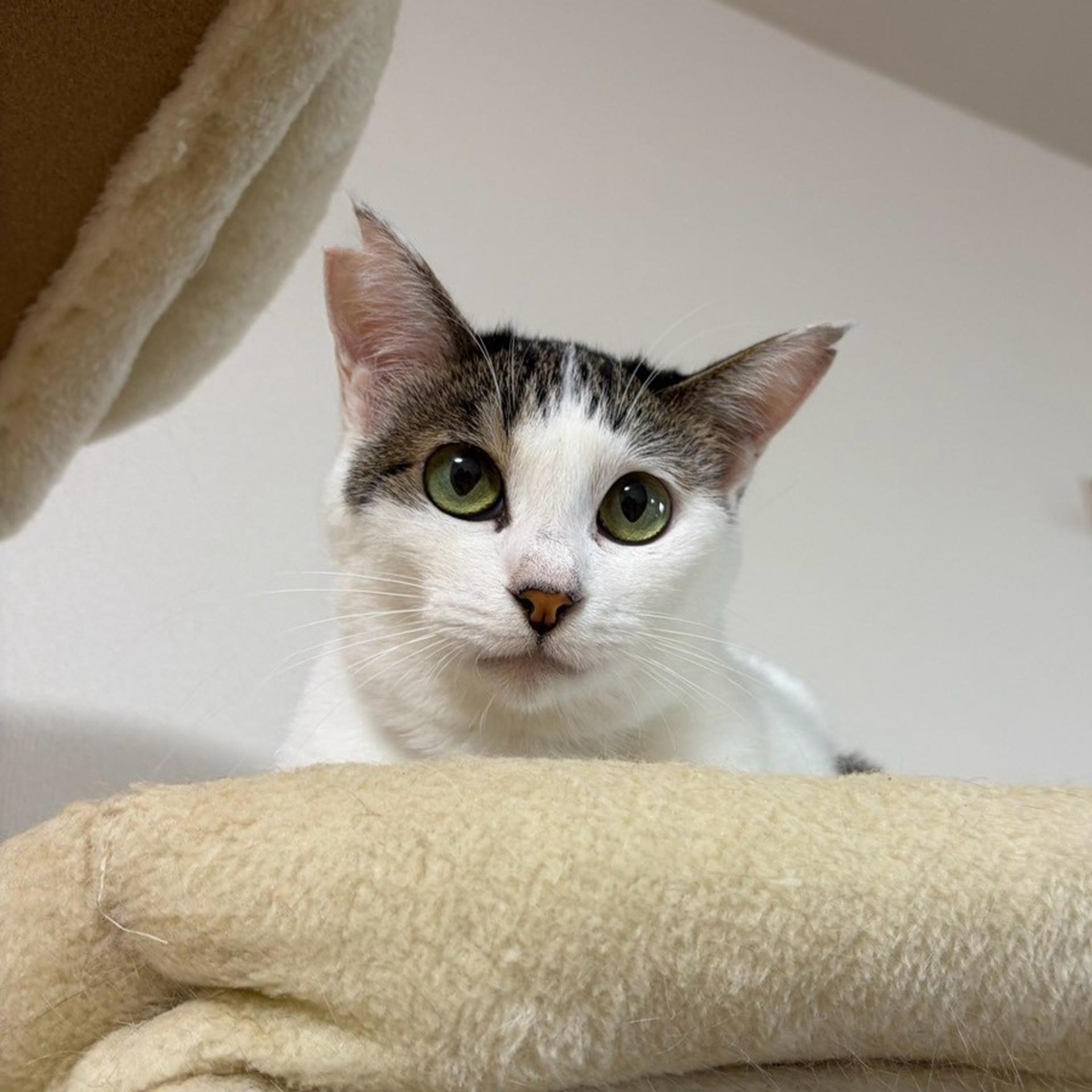 pet-image-8