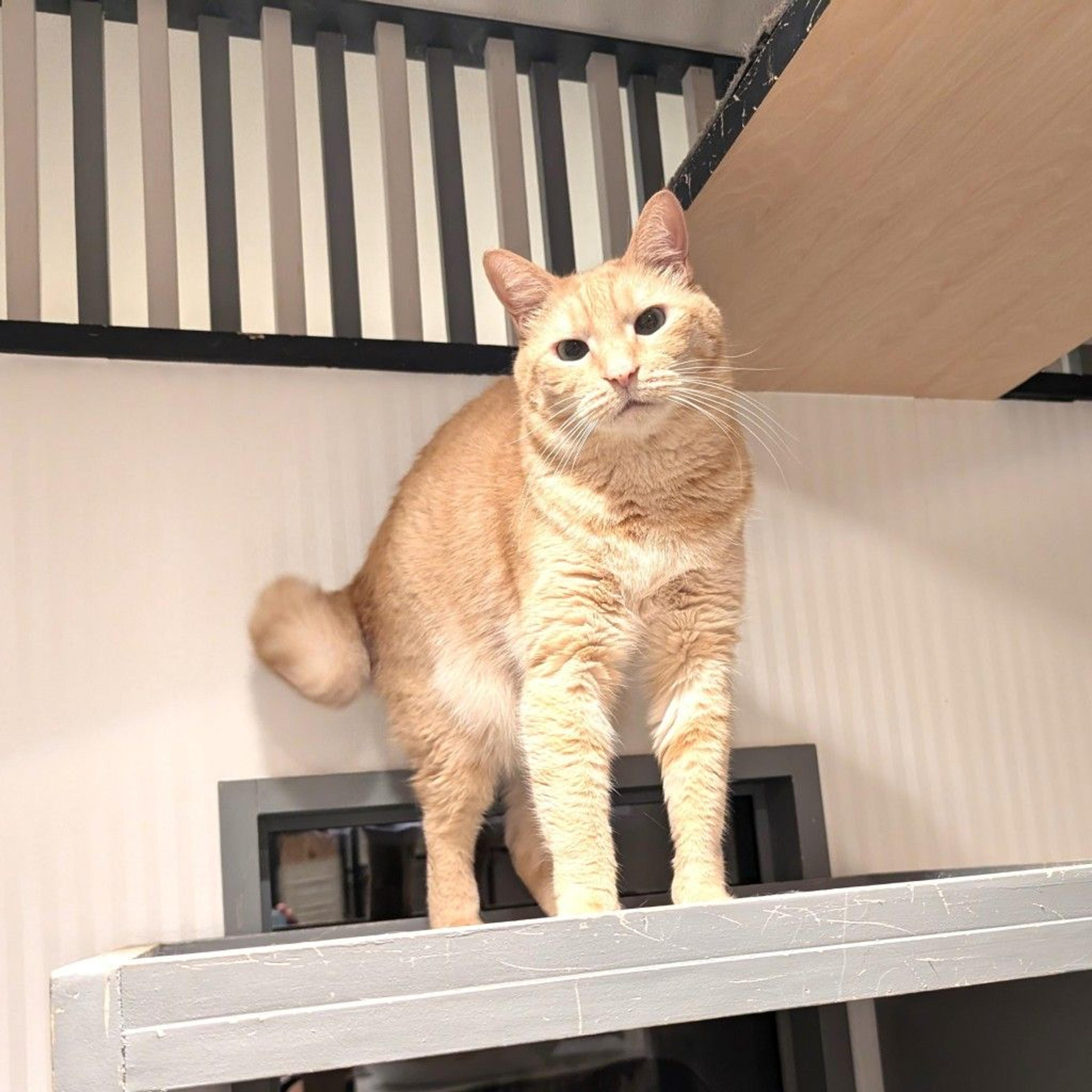 pet-image-3