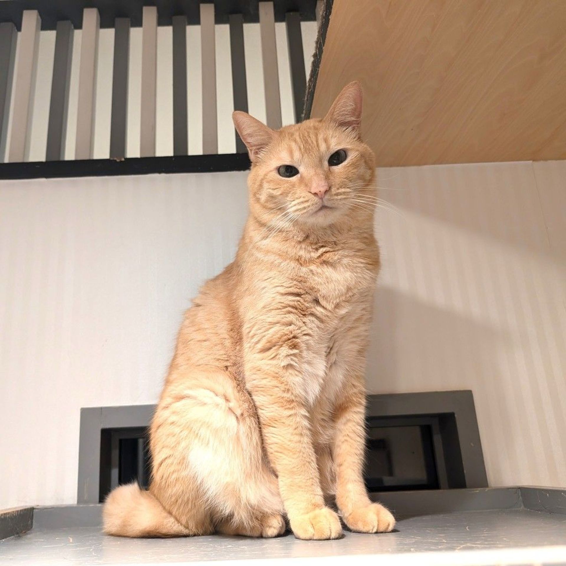 雑種（ミックス猫）・オスの里親募集の写真