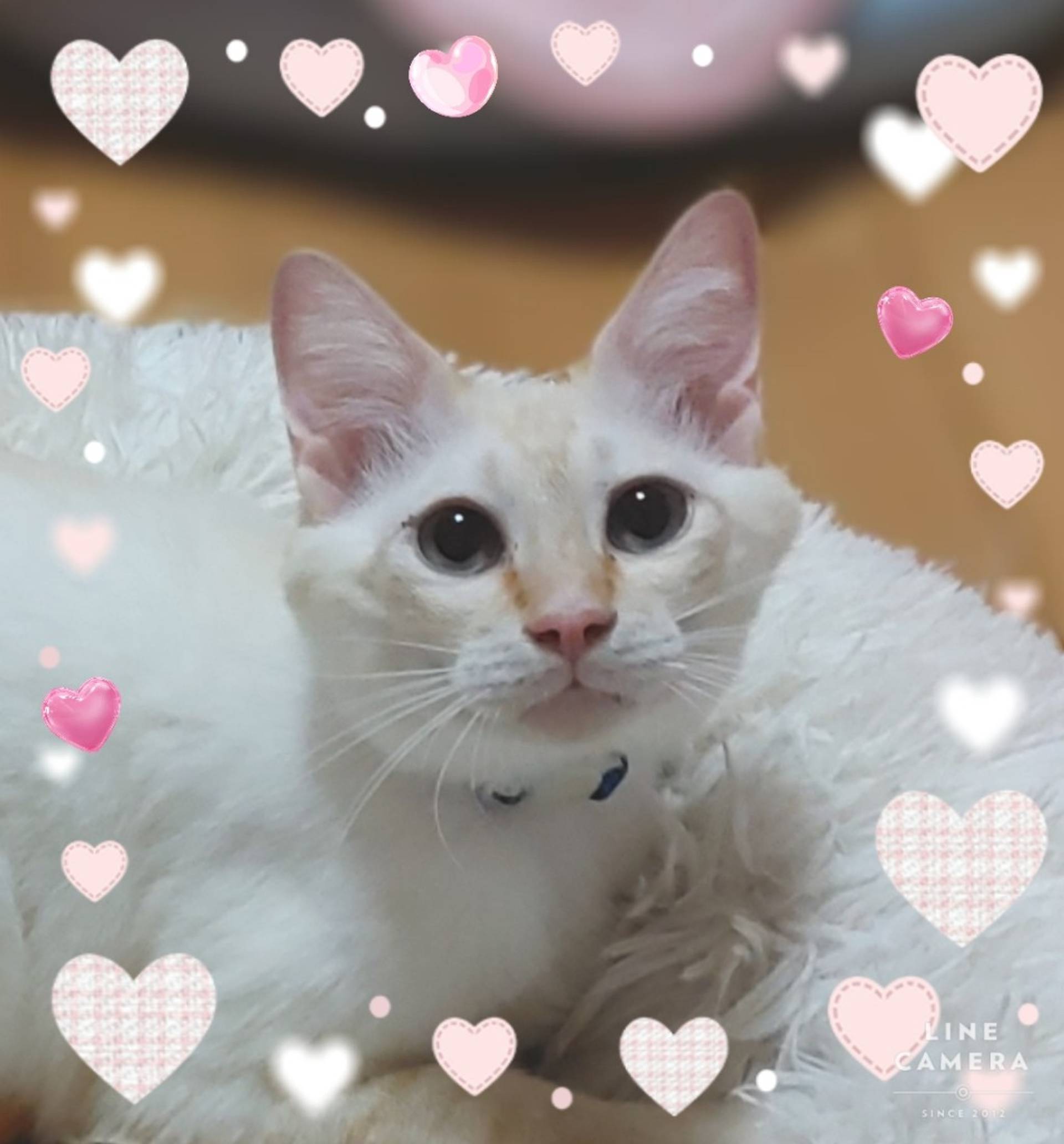 雑種（ミックス猫）・オスの里親募集の写真