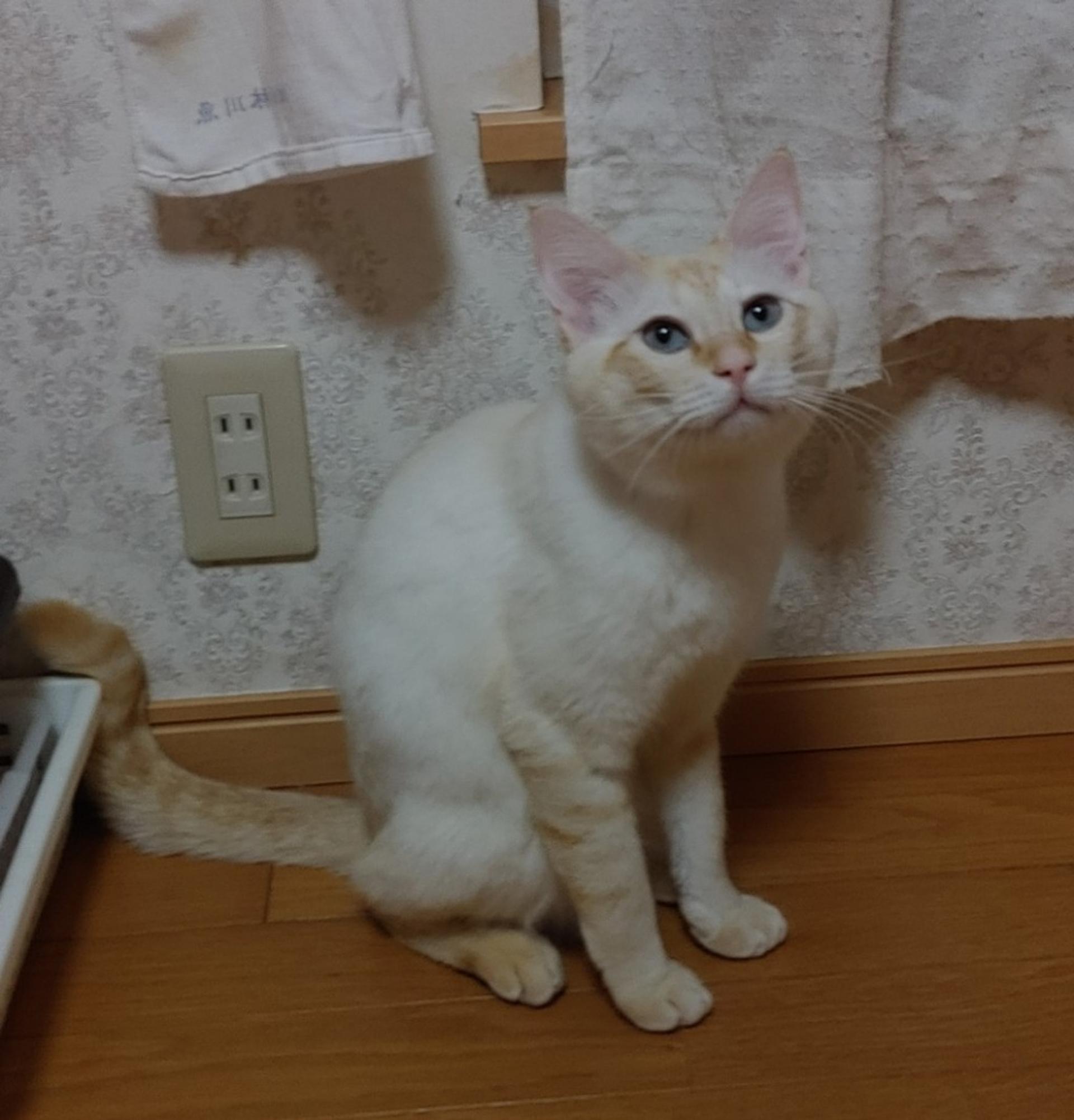 pet-image-10