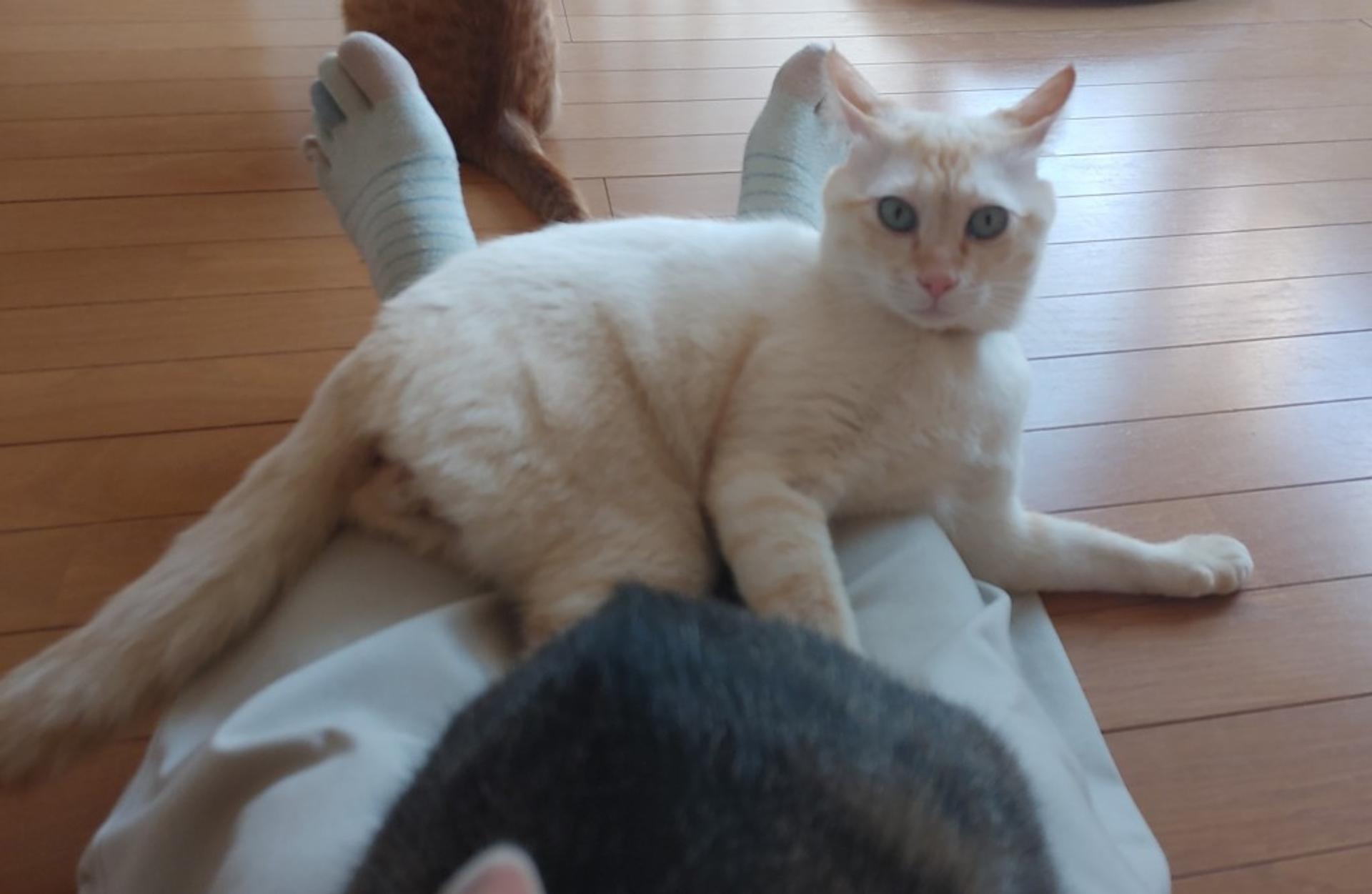 pet-image-5