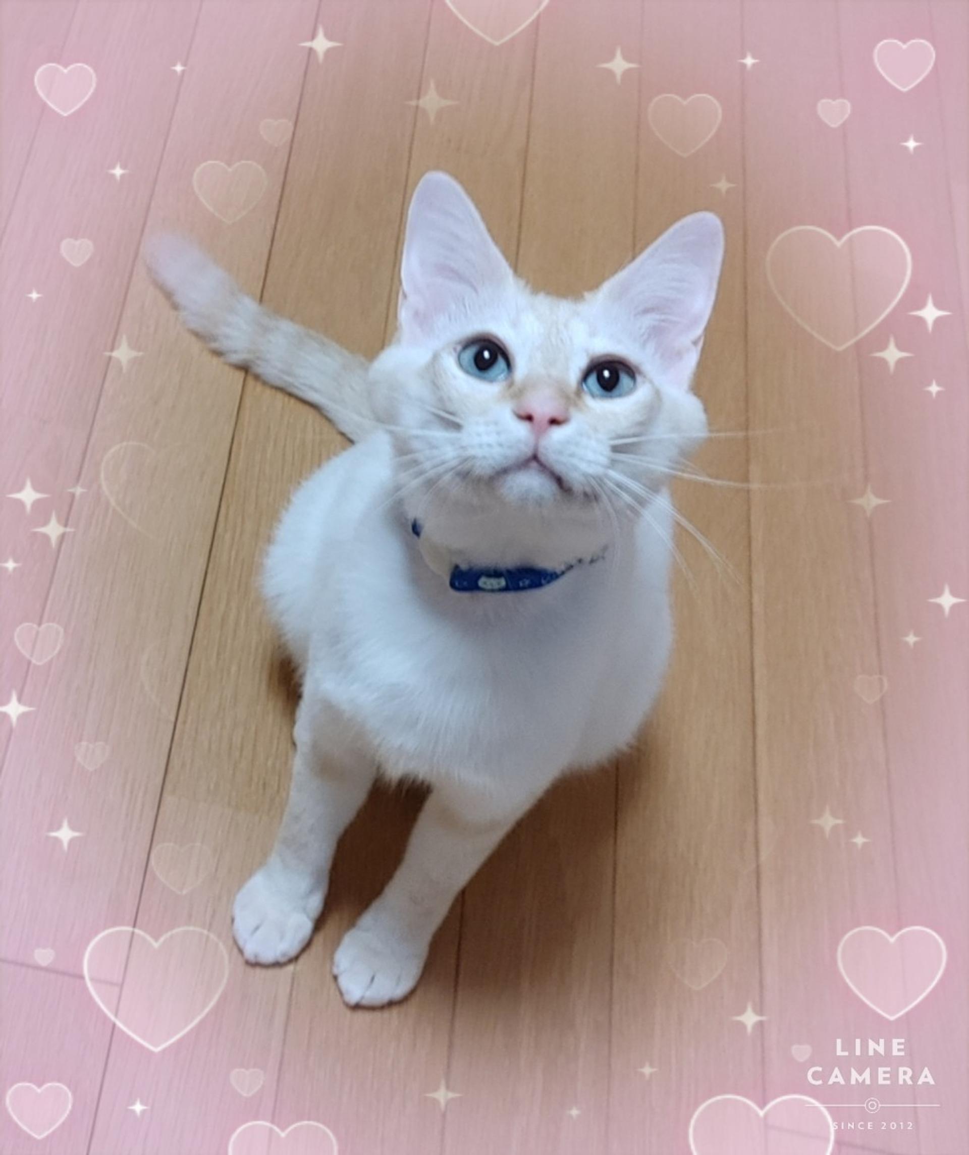 pet-image-6