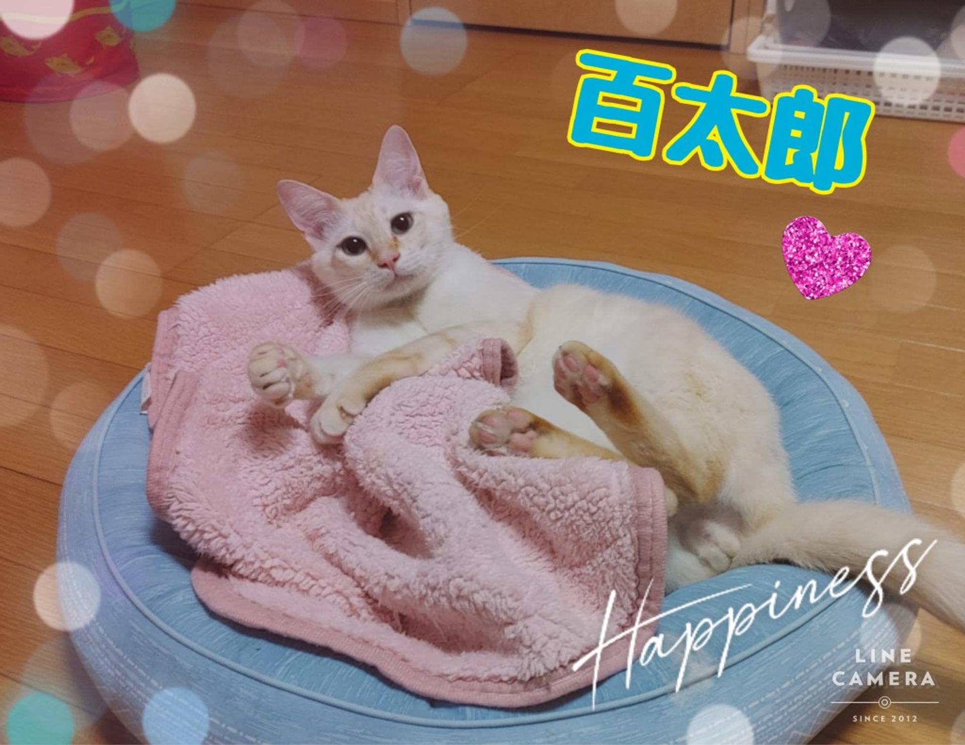 pet-image-3