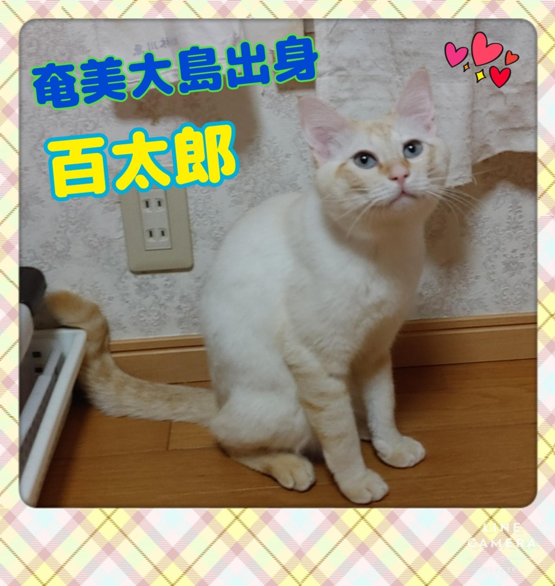 pet-image-7