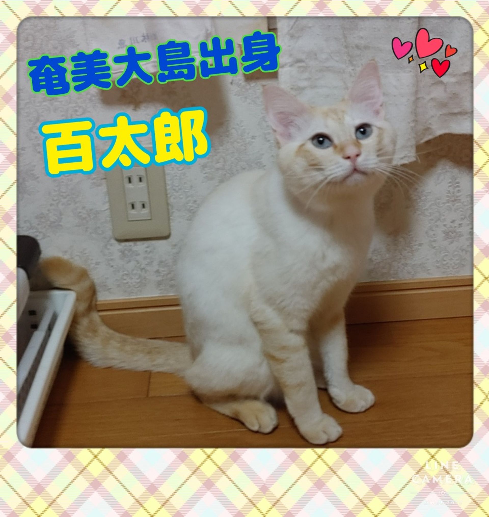 thumbnail-7