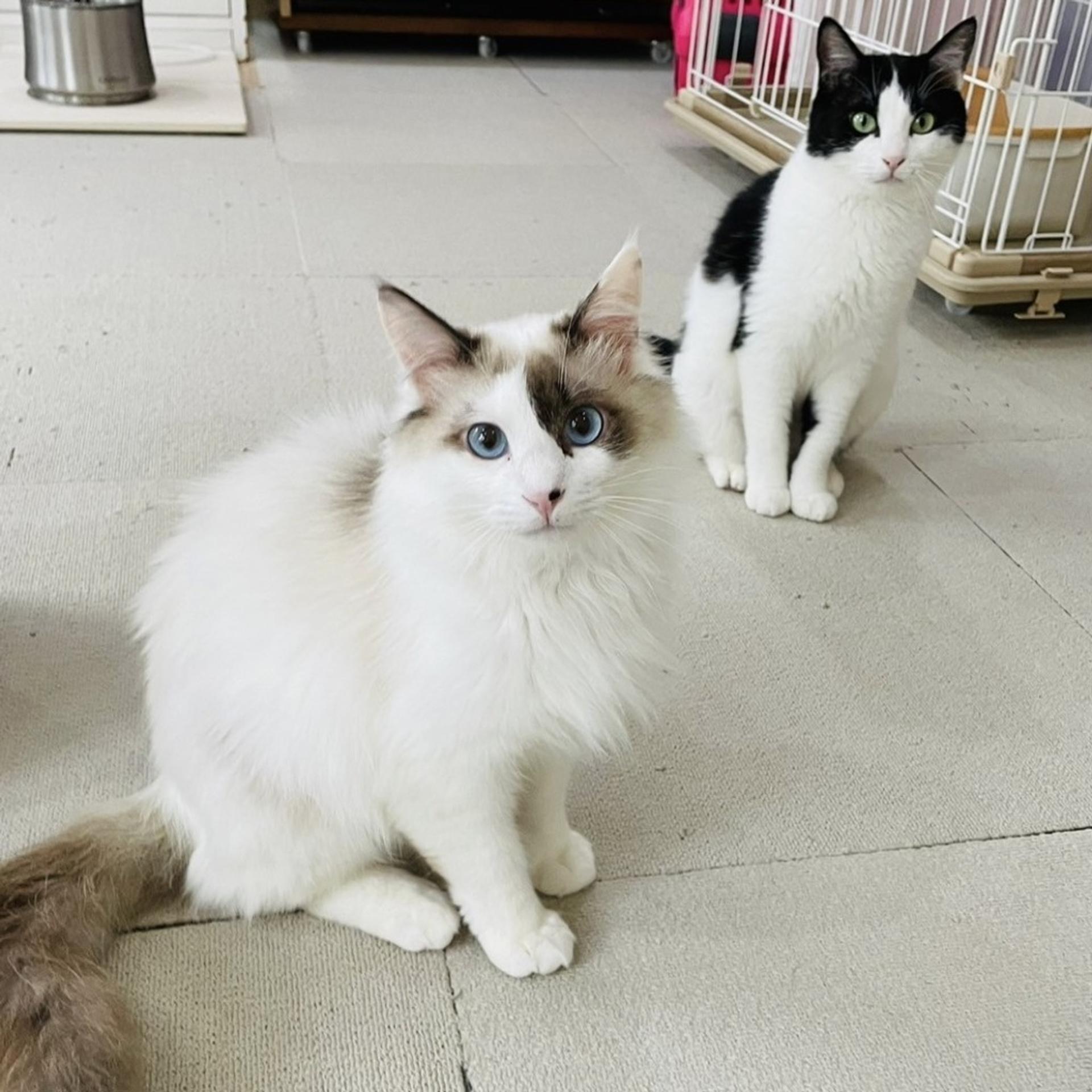 pet-image-6