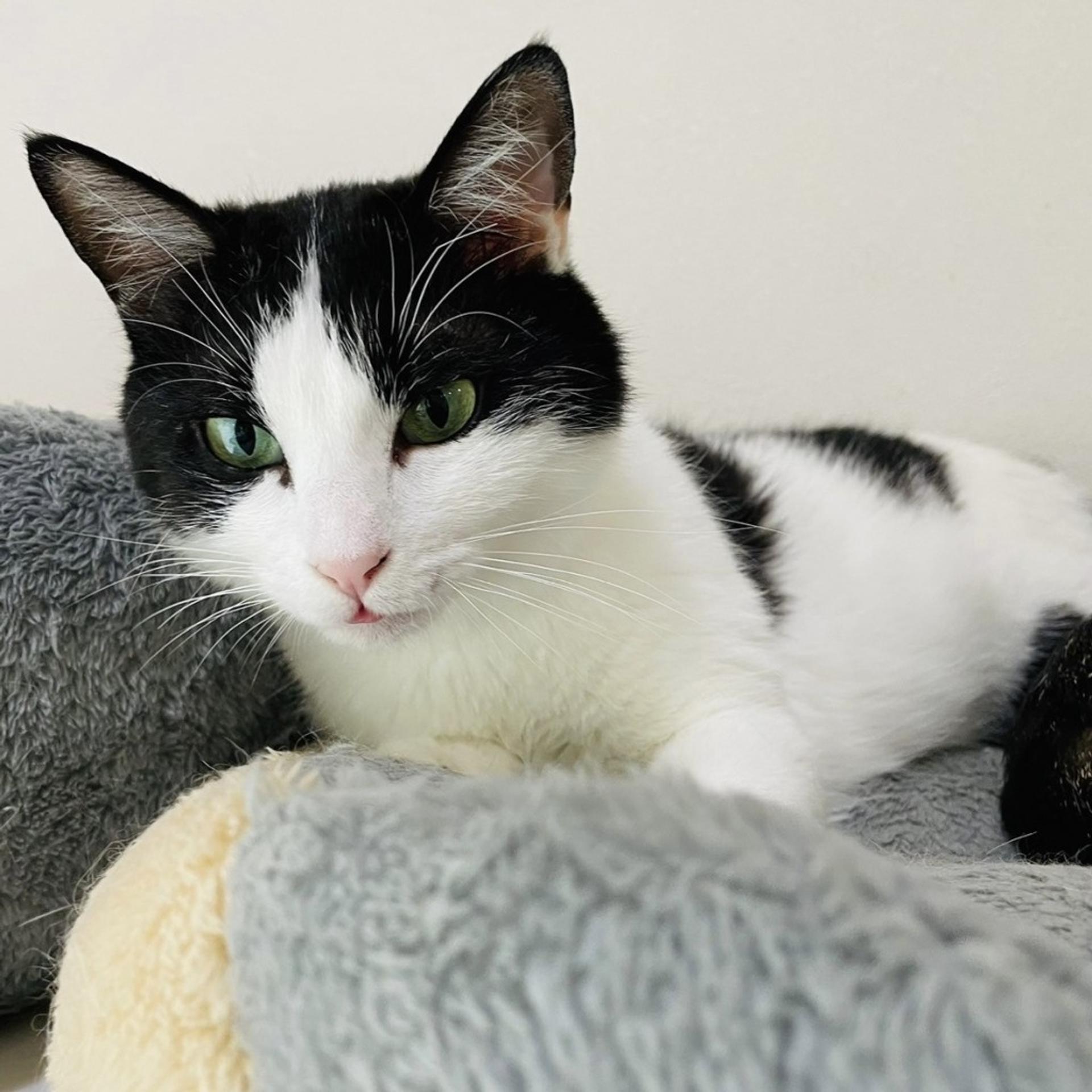 pet-image-7