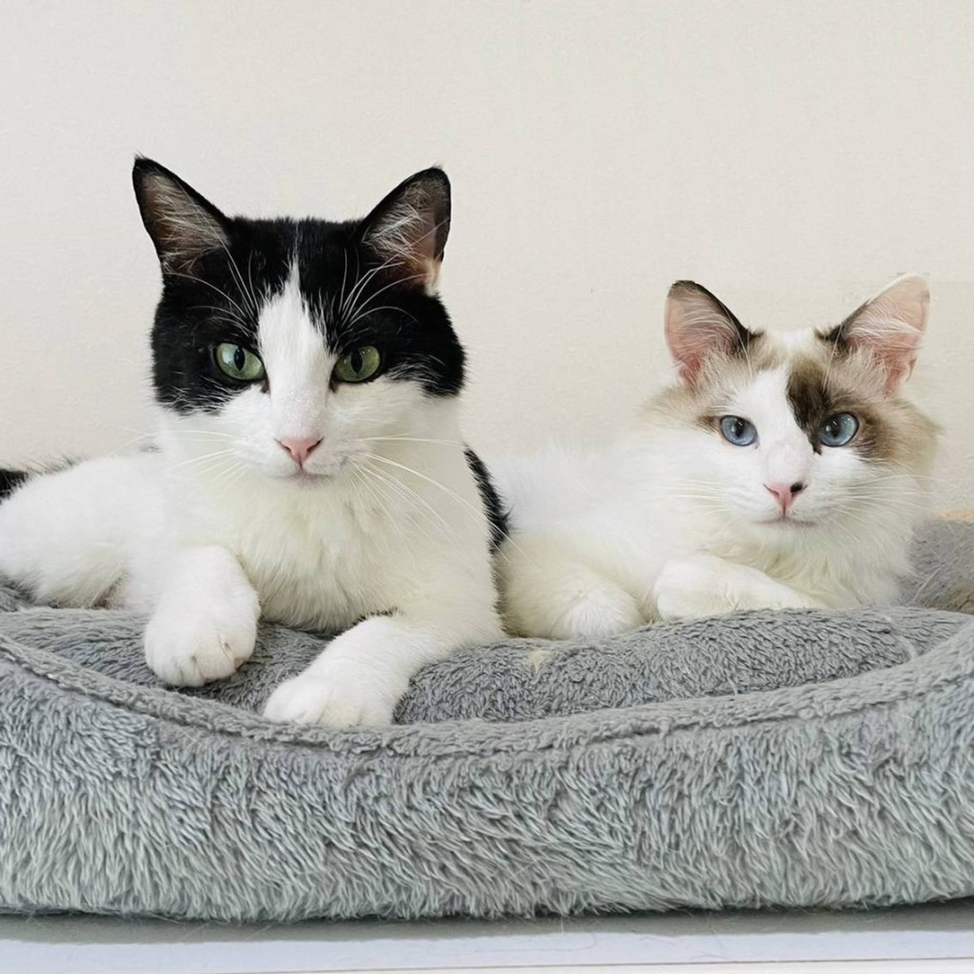 雑種（ミックス猫）・メスの里親募集の写真