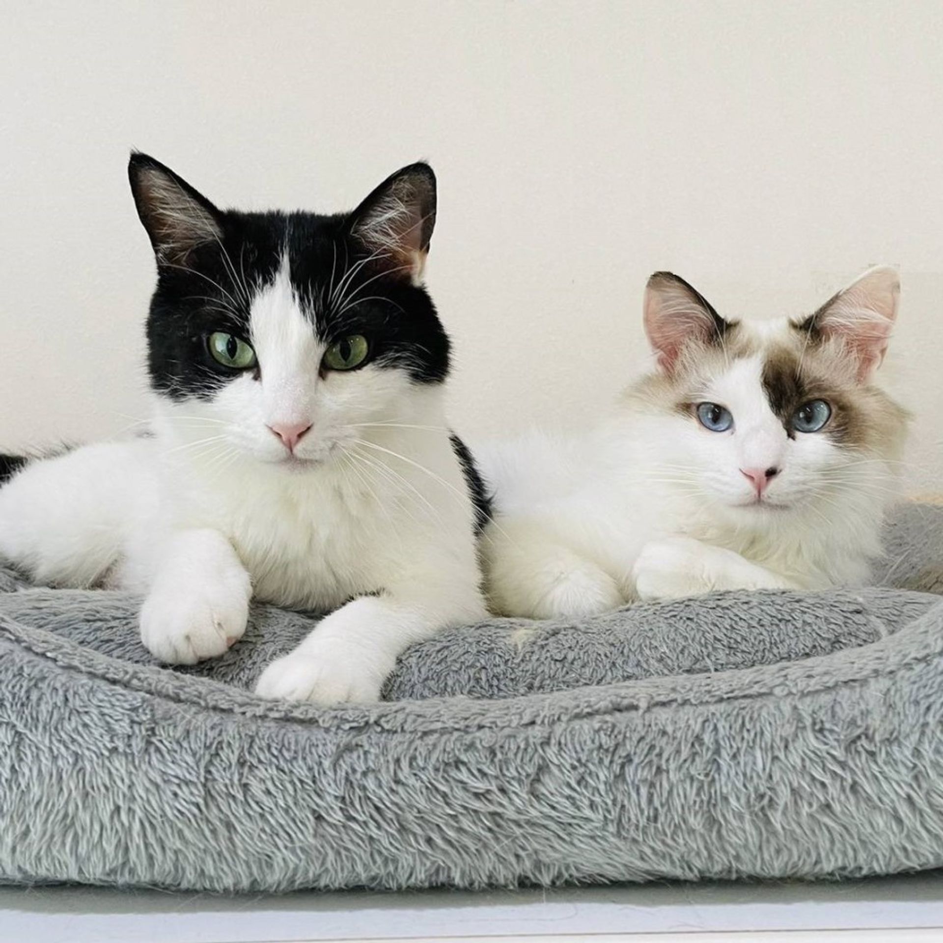 雑種（ミックス猫）・メスの里親募集の写真