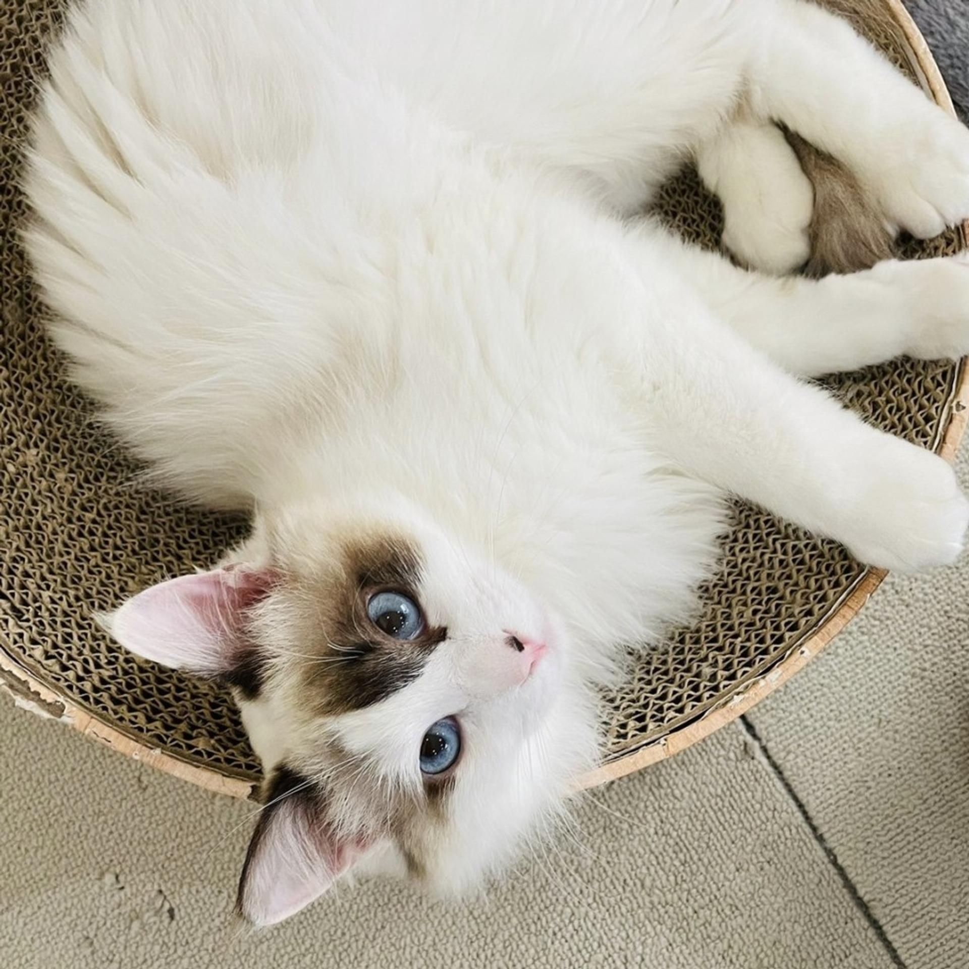pet-image-4