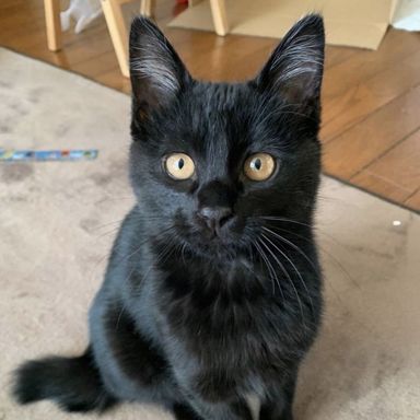 雑種（ミックス猫）・オスの里親募集の写真