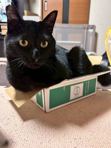 雑種（ミックス猫）・オスの里親募集の写真