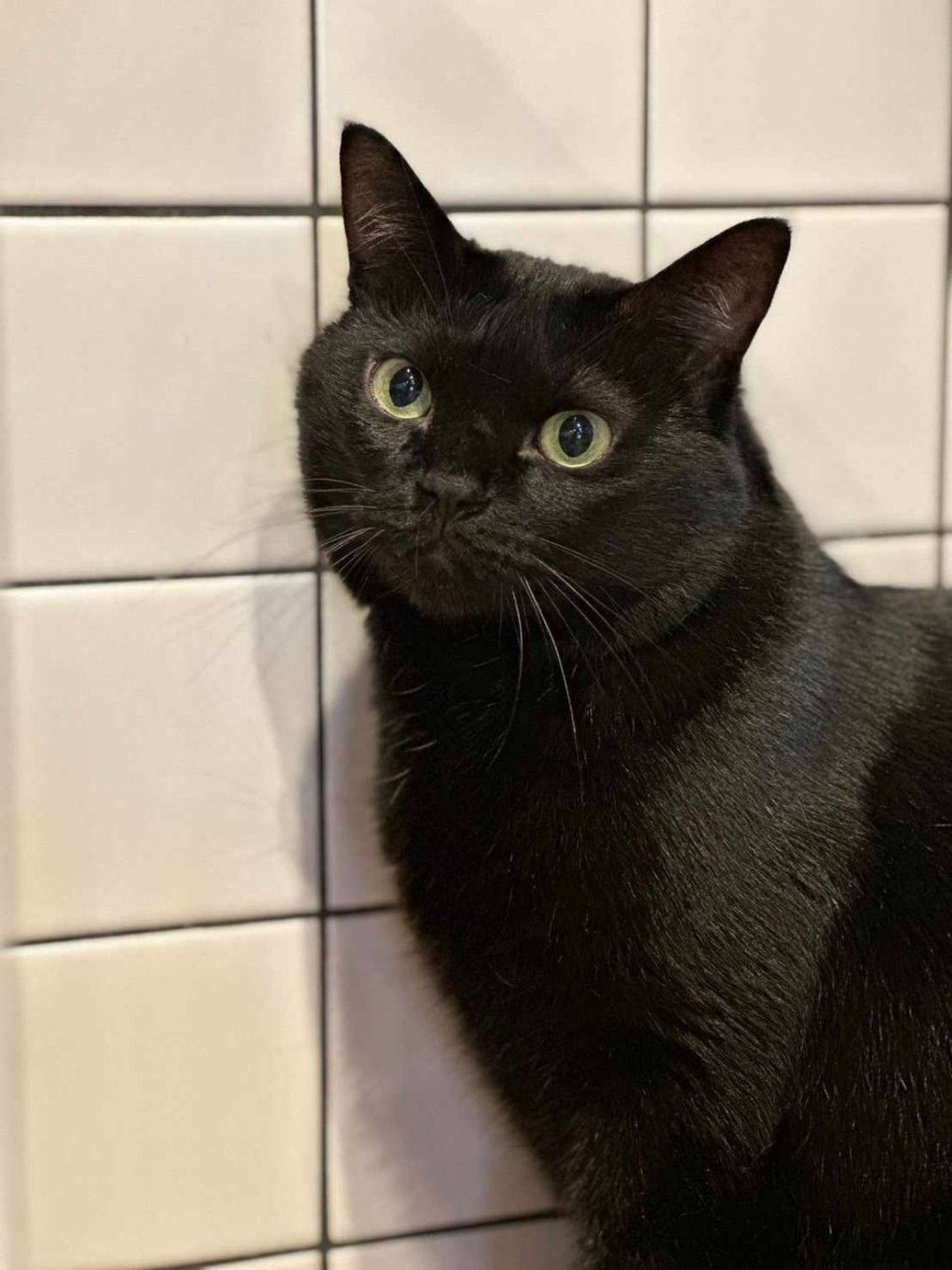 雑種（ミックス猫）・オスの里親募集の写真